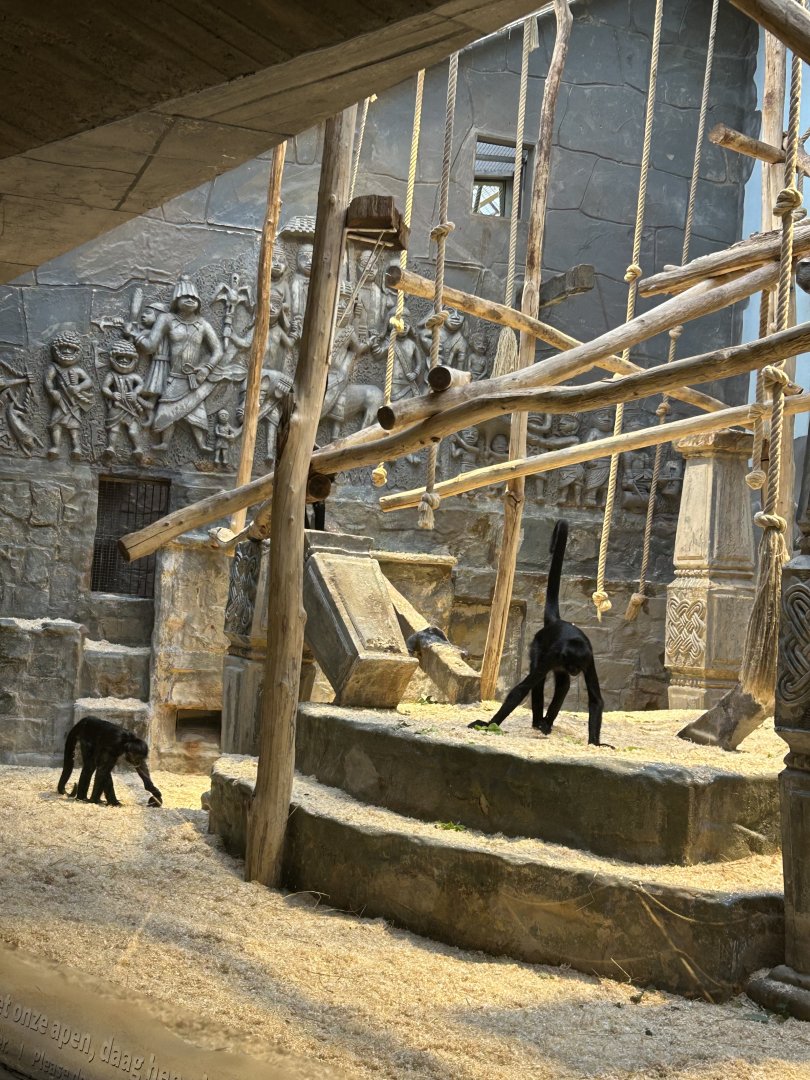 Colombian black spider monkeys