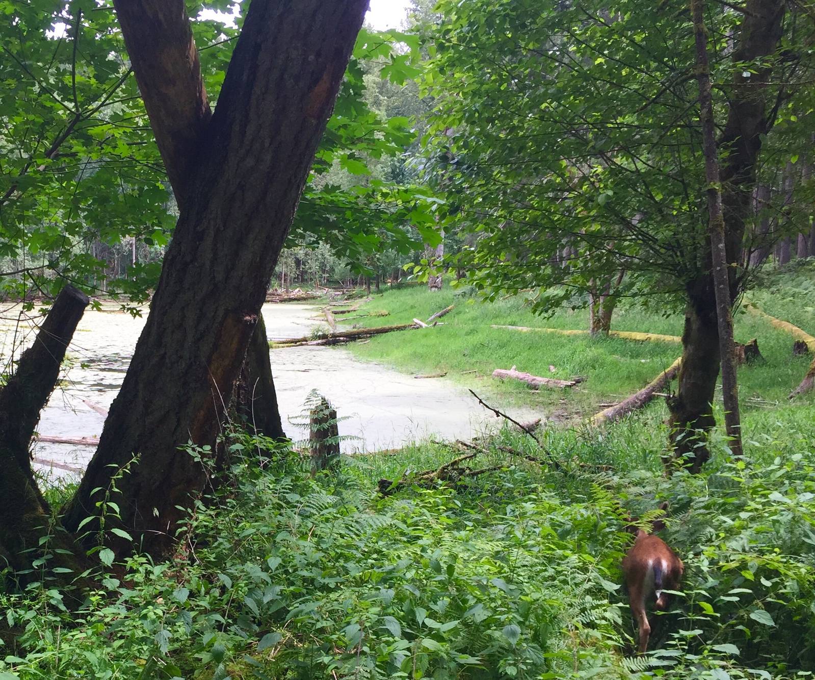 Colombian Blacktail Deer slipping into the foreat