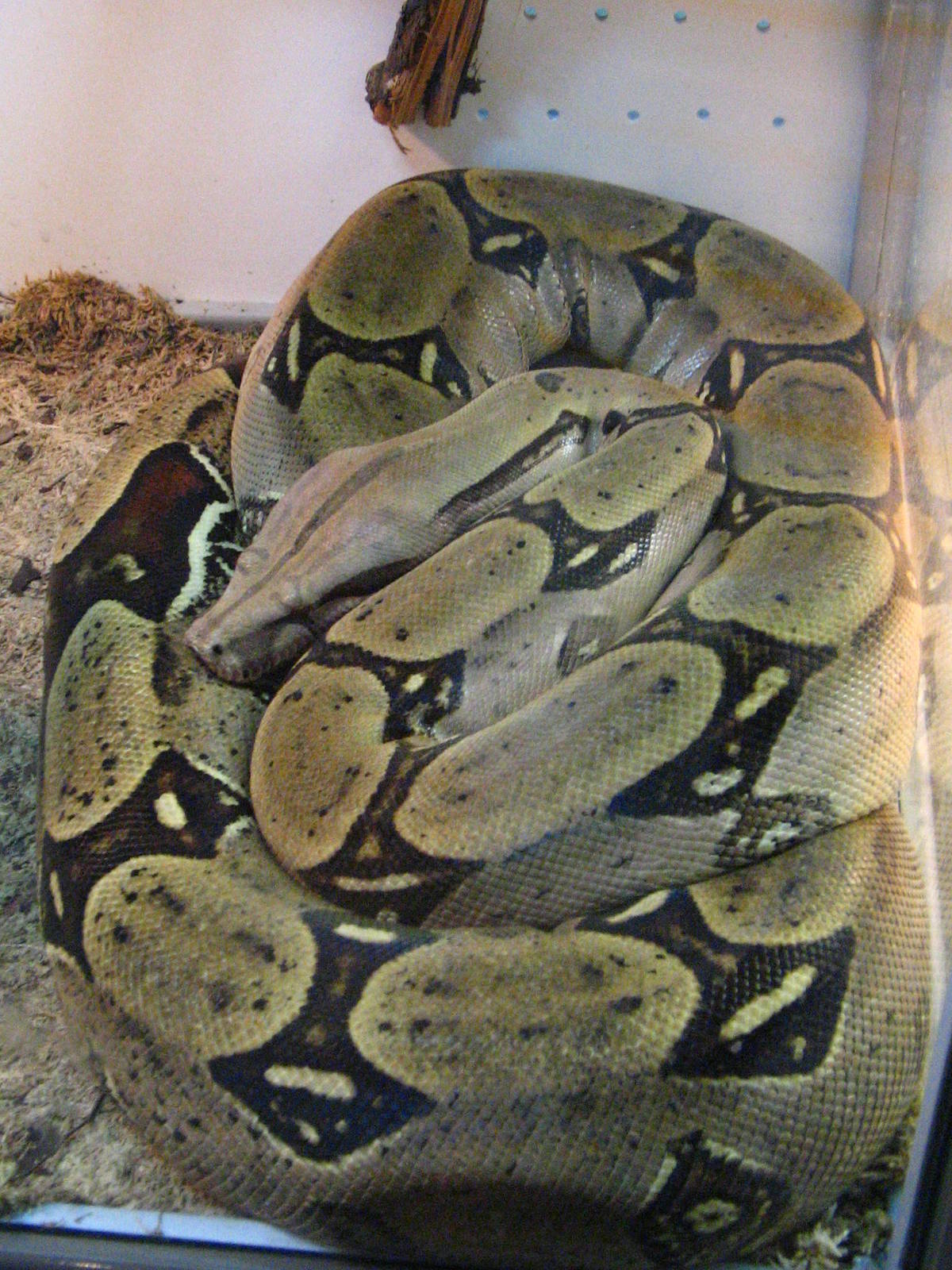 Colombian boa (Boa constrictor imperator)