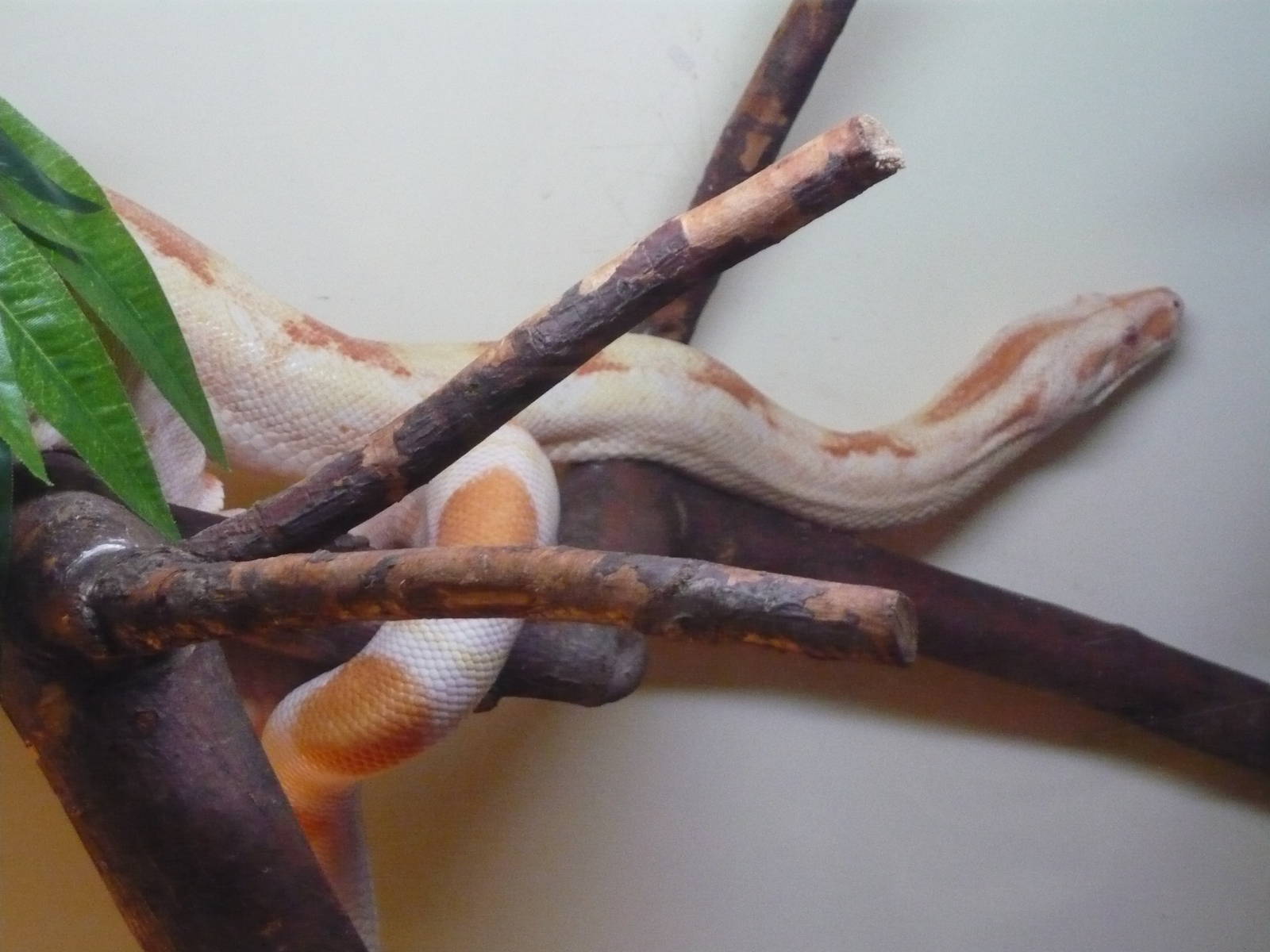 Colombian boa (Boa constrictor imperator)