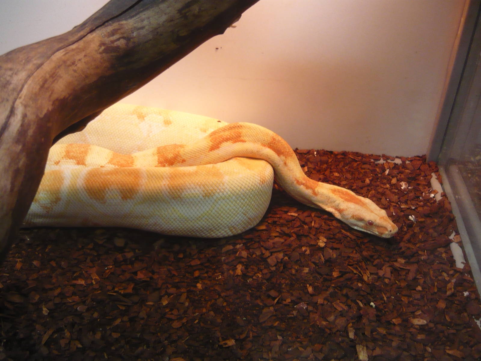 Colombian boa (Boa constrictor imperator)