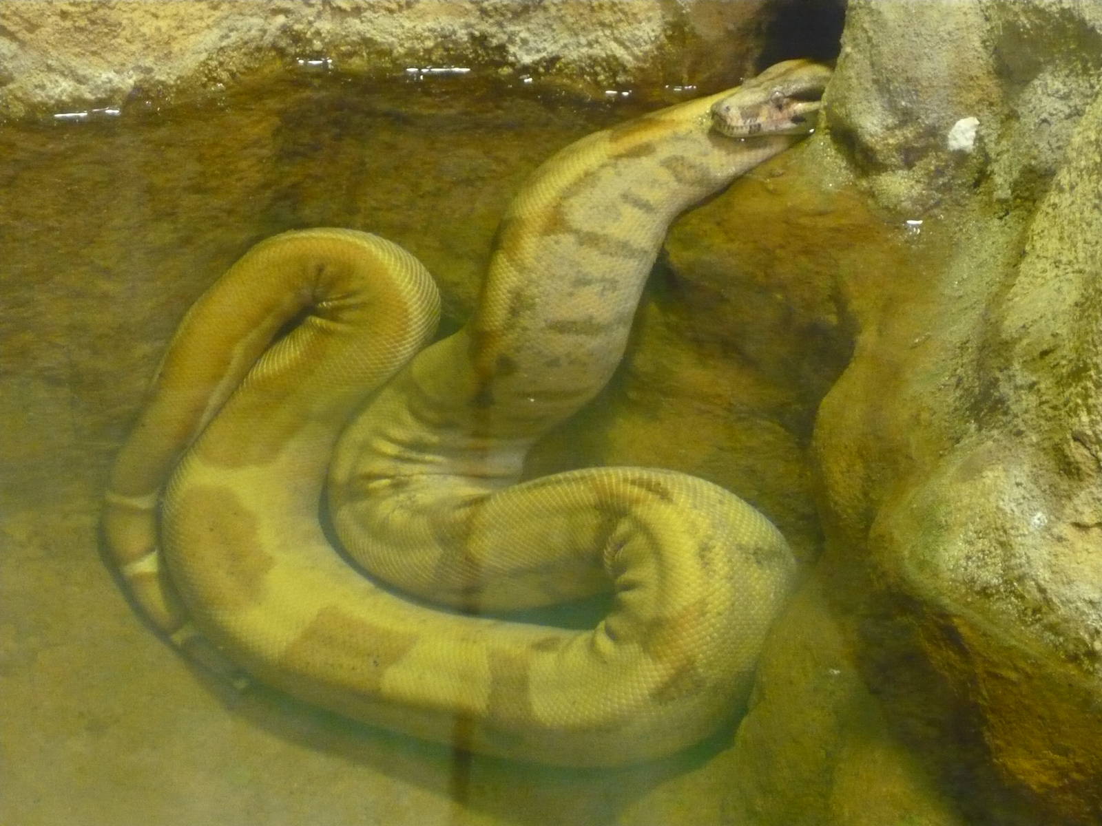 Colombian boa (Boa constrictor imperator)