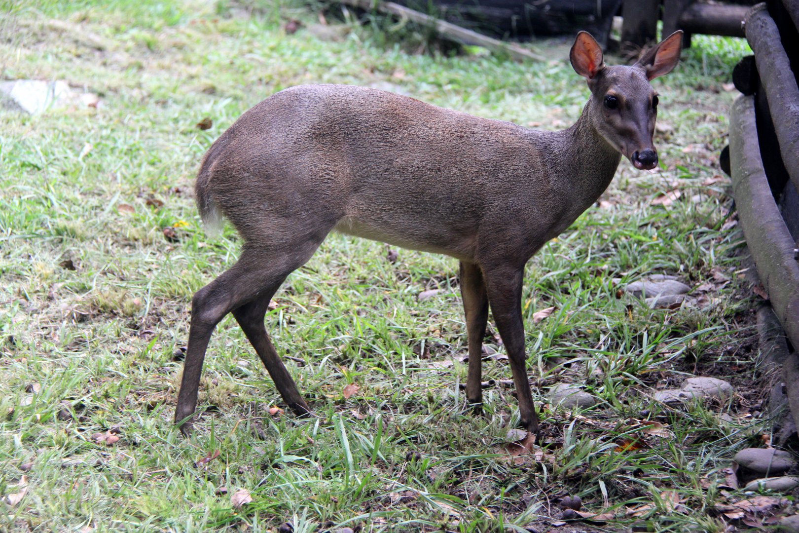 Colombian Brown Brocket (Mazama murelia)