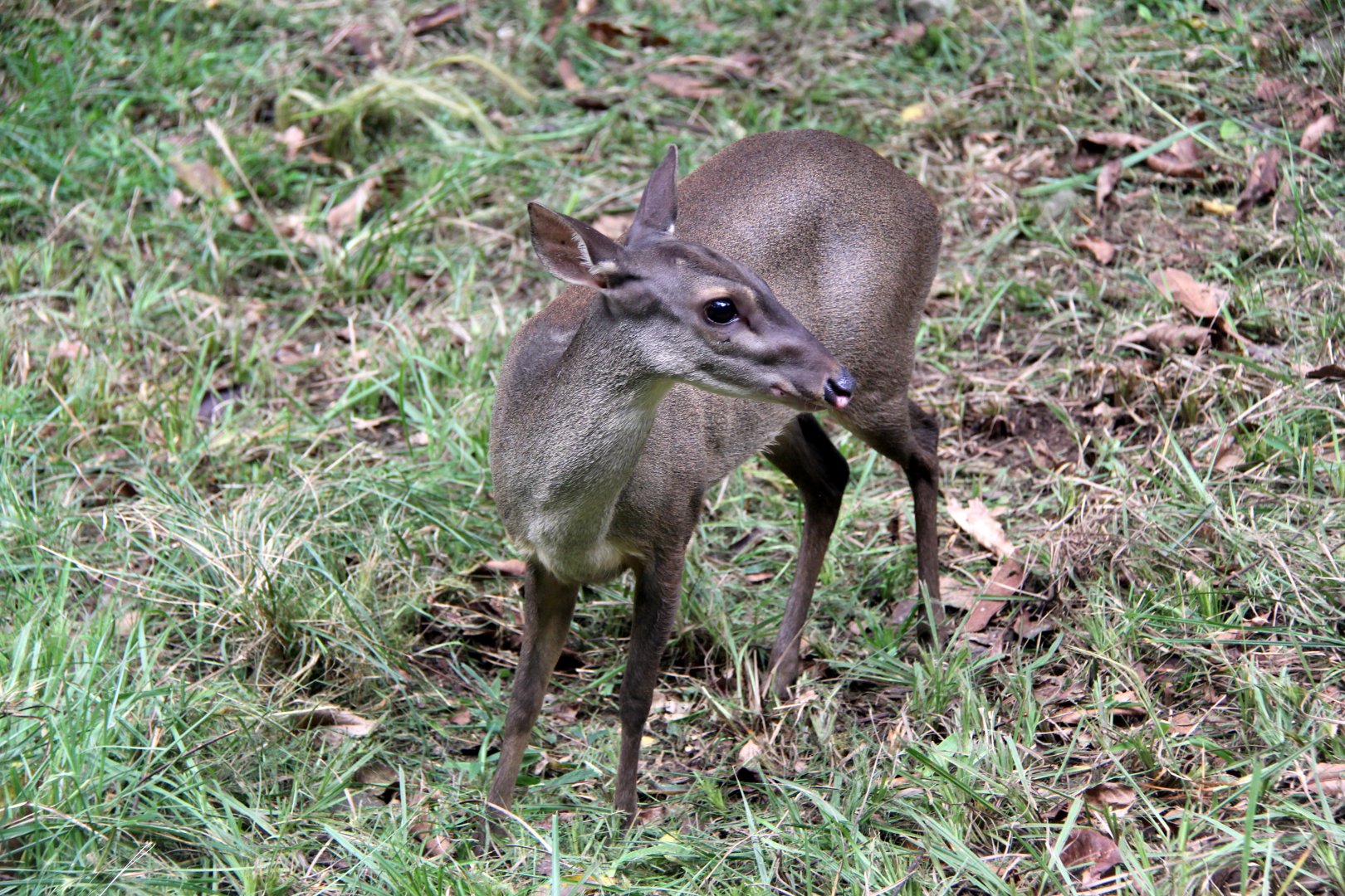 Colombian Brown Brocket (Mazama murelia)