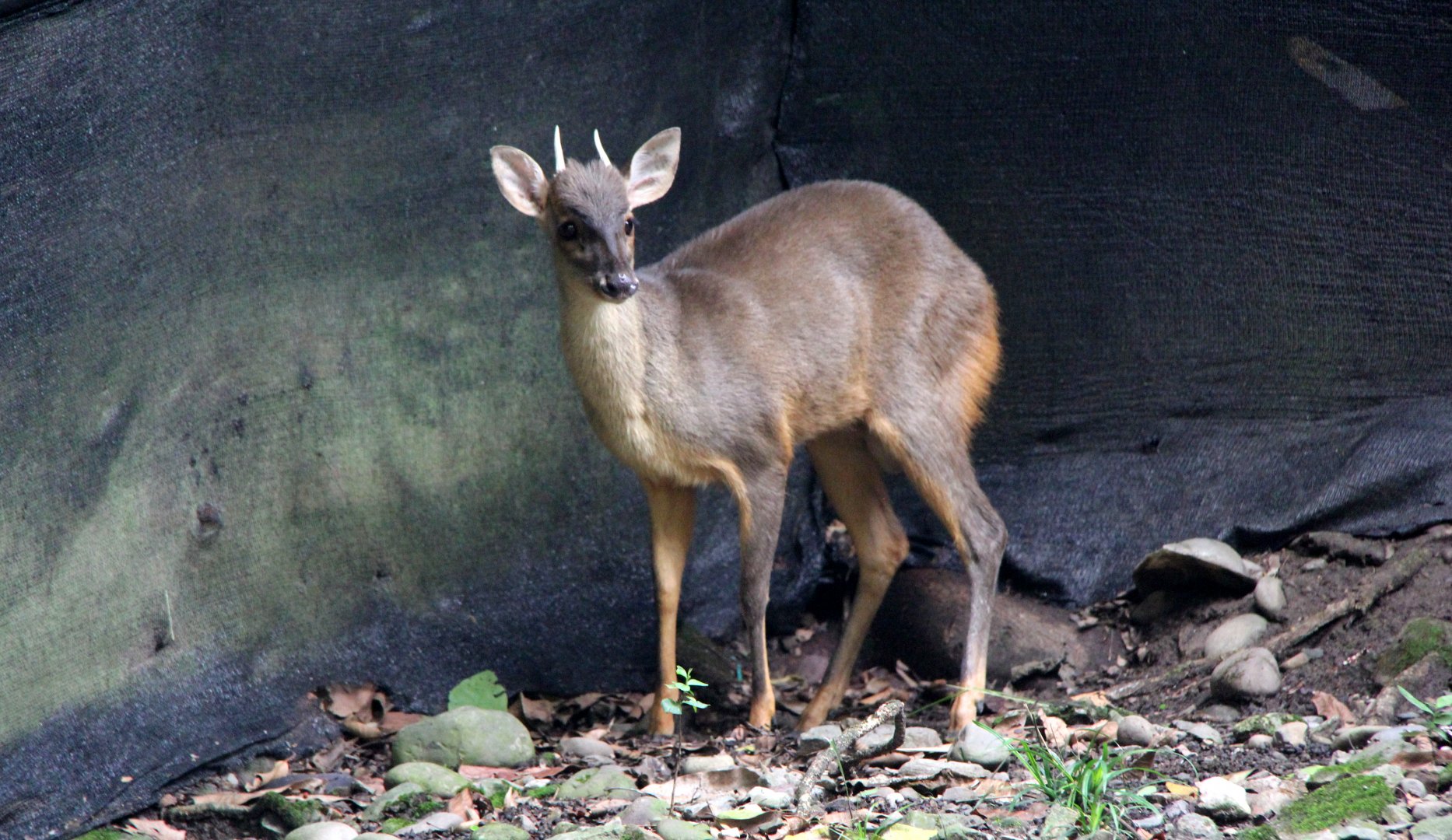 Colombian Brown Brocket (Mazama murelia)