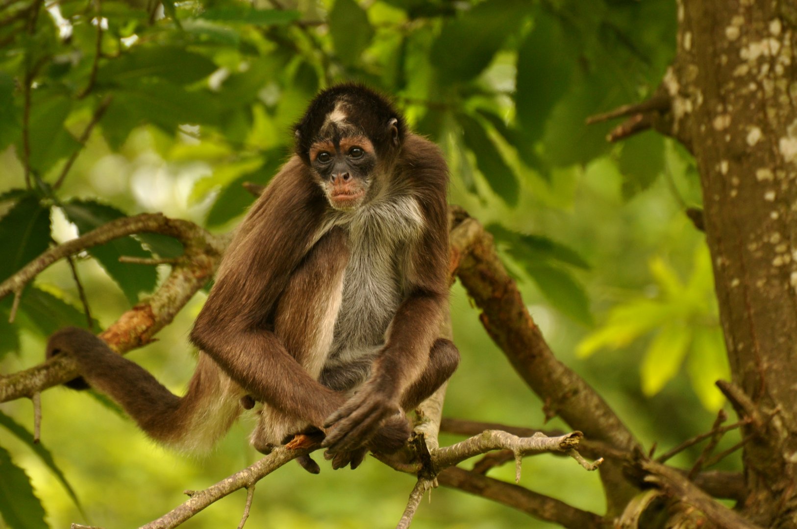 Colombian brown spider monkey (Ateles hybridus)
