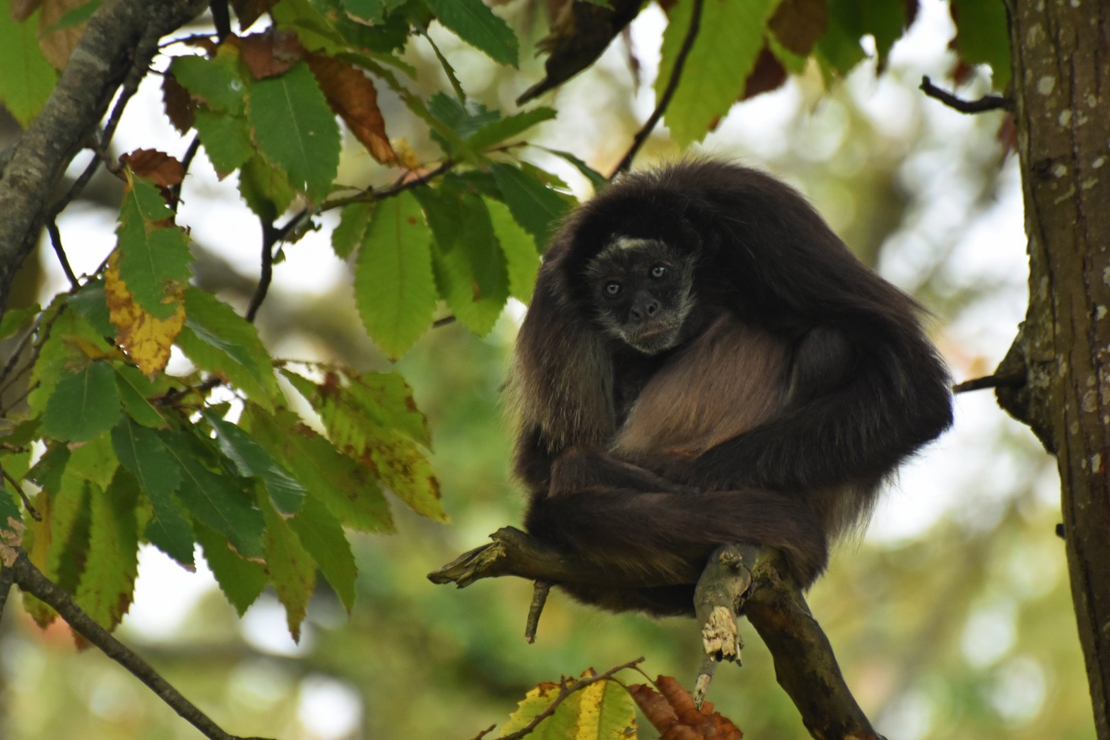 Colombian brown spider monkey (Ateles hybridus)