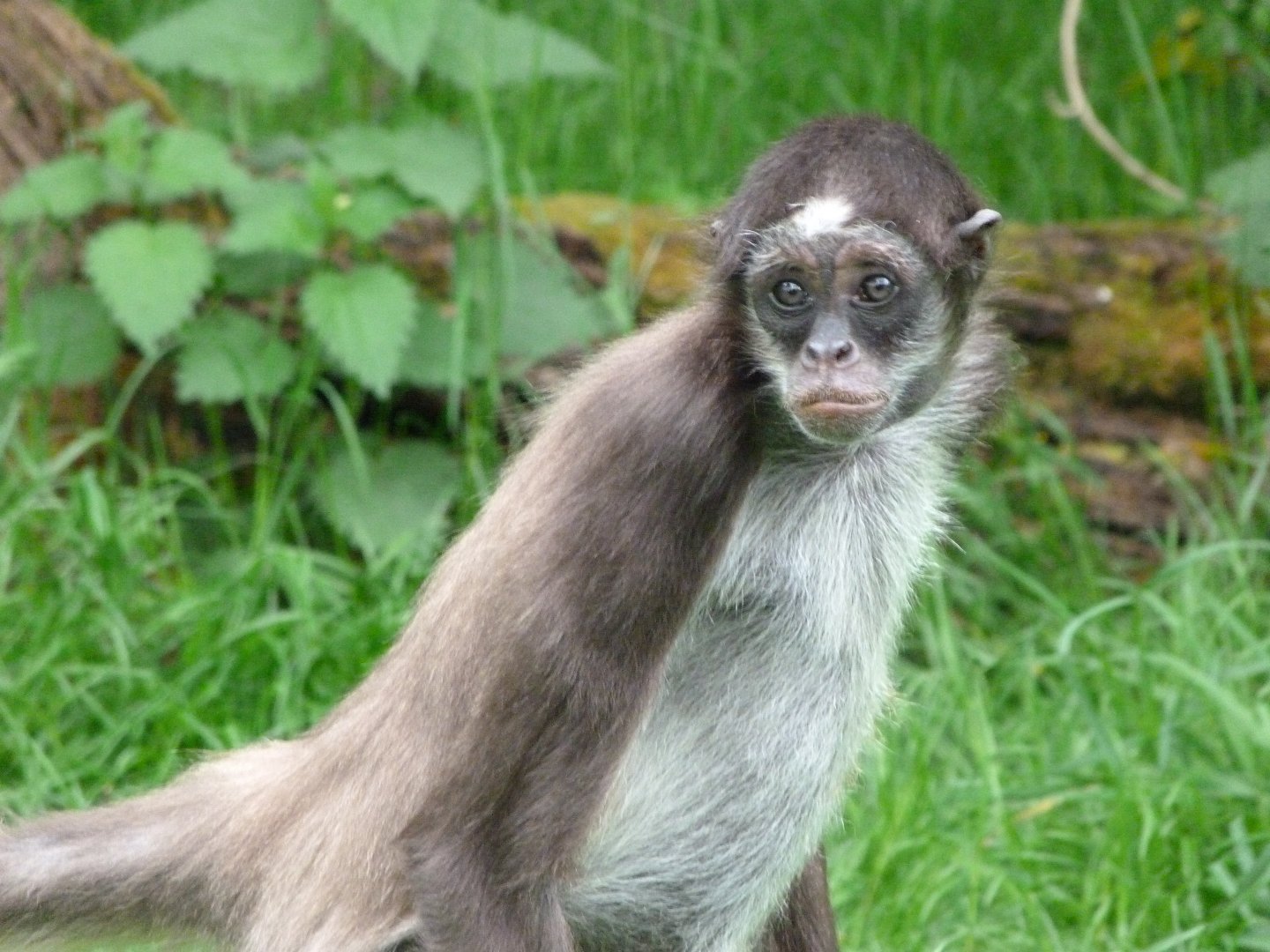 Colombian brown spider monkey -Bioparc de Doué la Fontaine (2025)