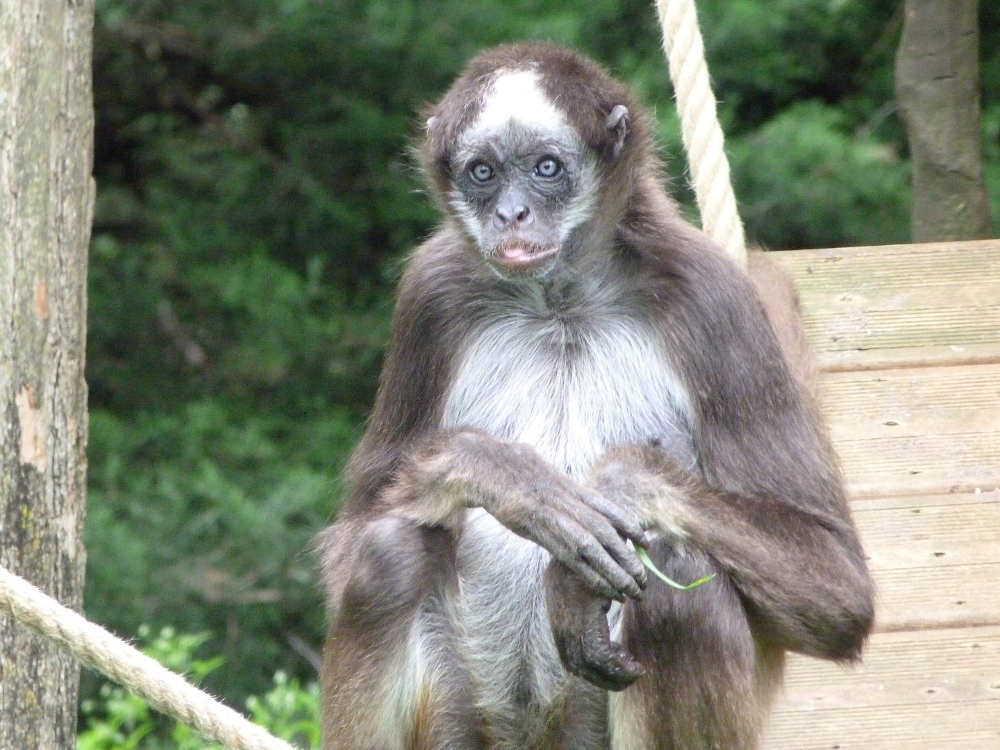 Colombian brown spider monkey -Bioparc de Doué la Fontaine (2025)