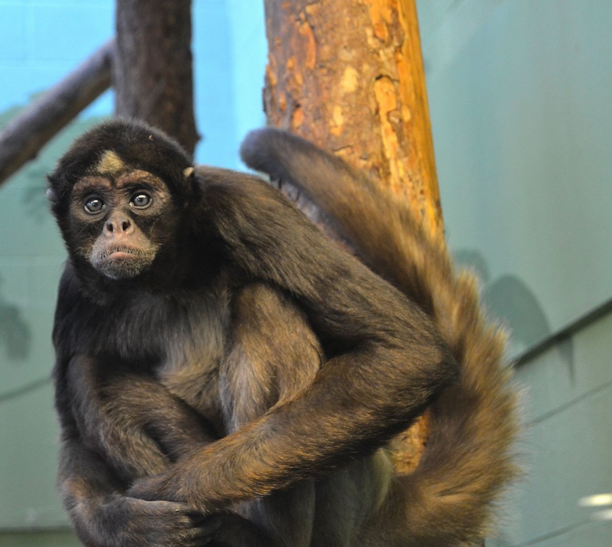 Colombian Brown Spider Monkey - December 2014