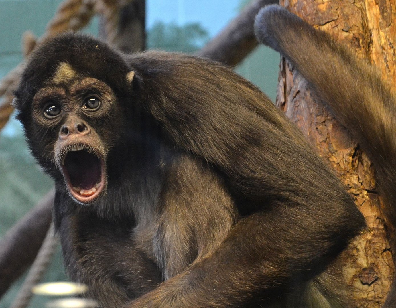 Colombian Brown Spider Monkey - December 2014