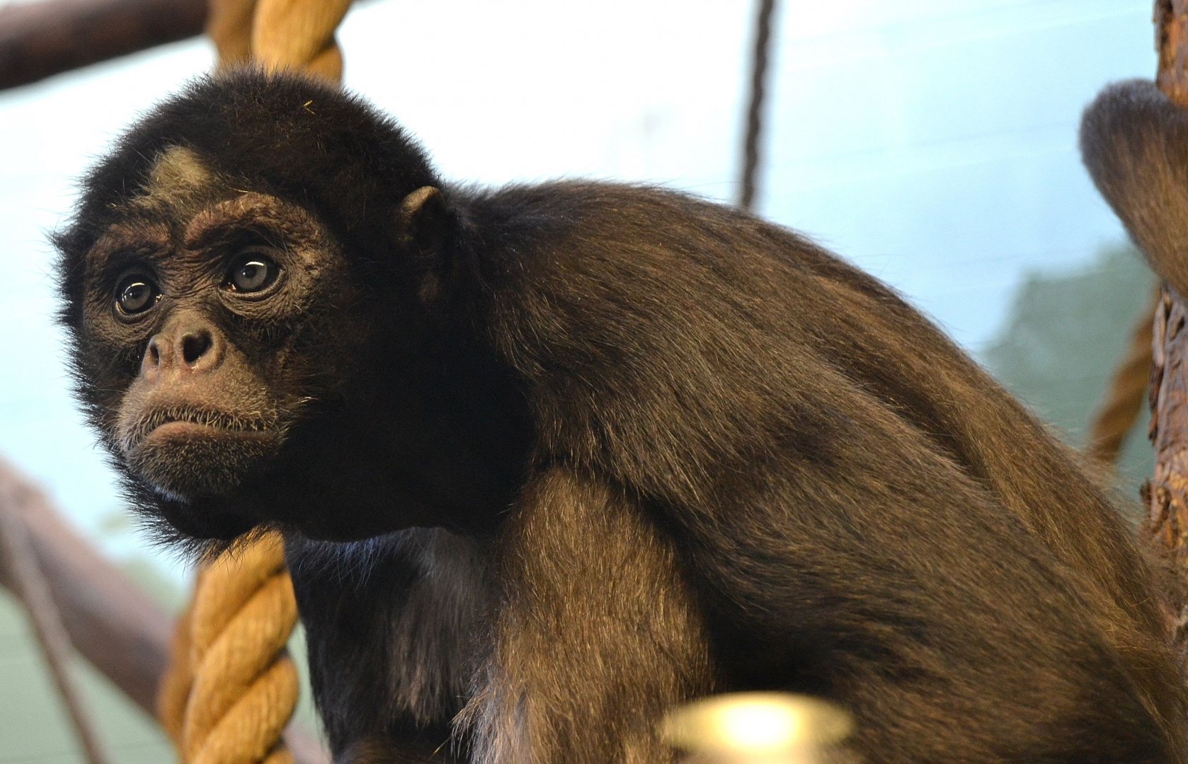 Colombian Brown Spider Monkey - December 2014
