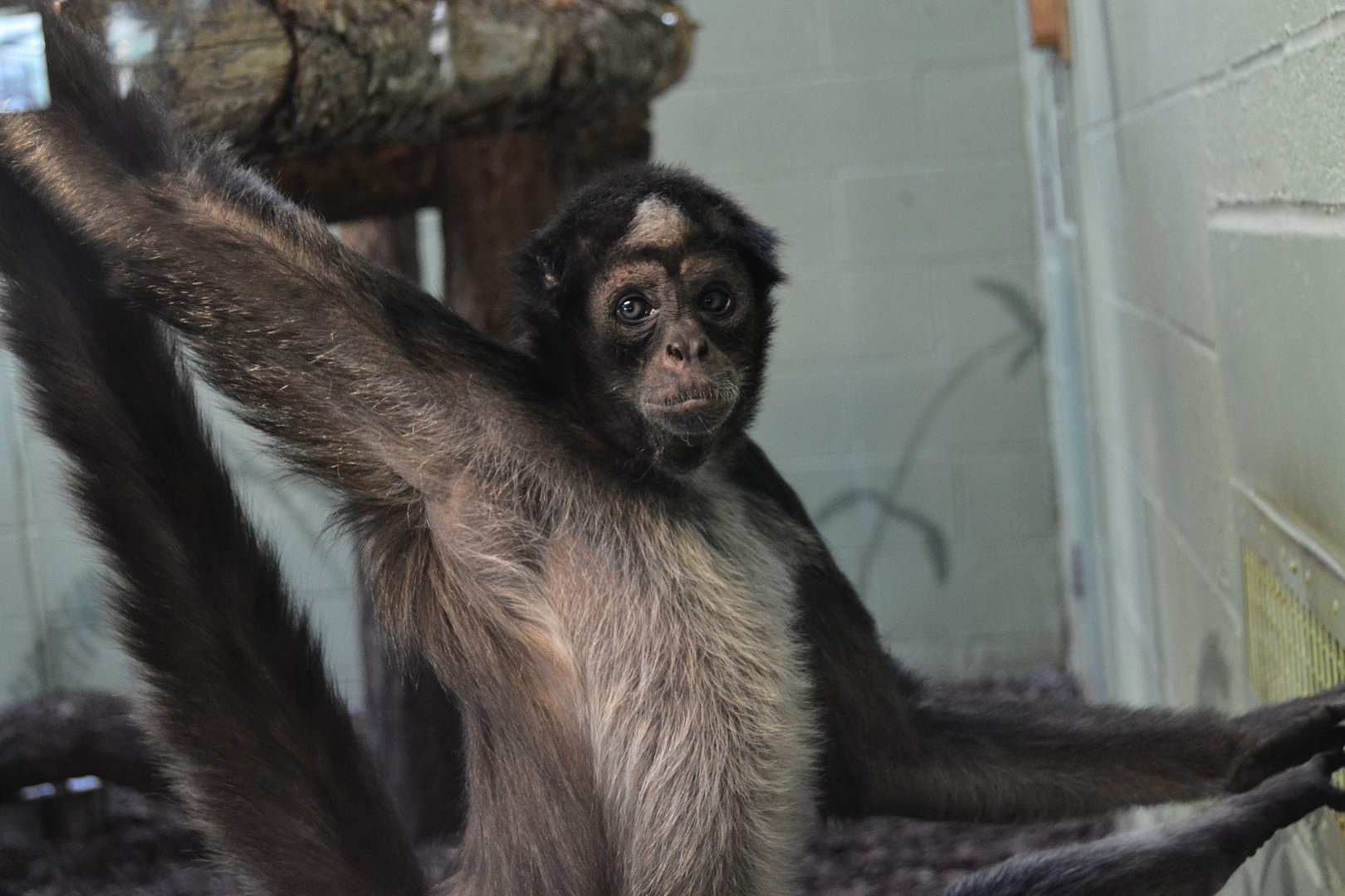 Colombian Brown Spider Monkey - December 2014