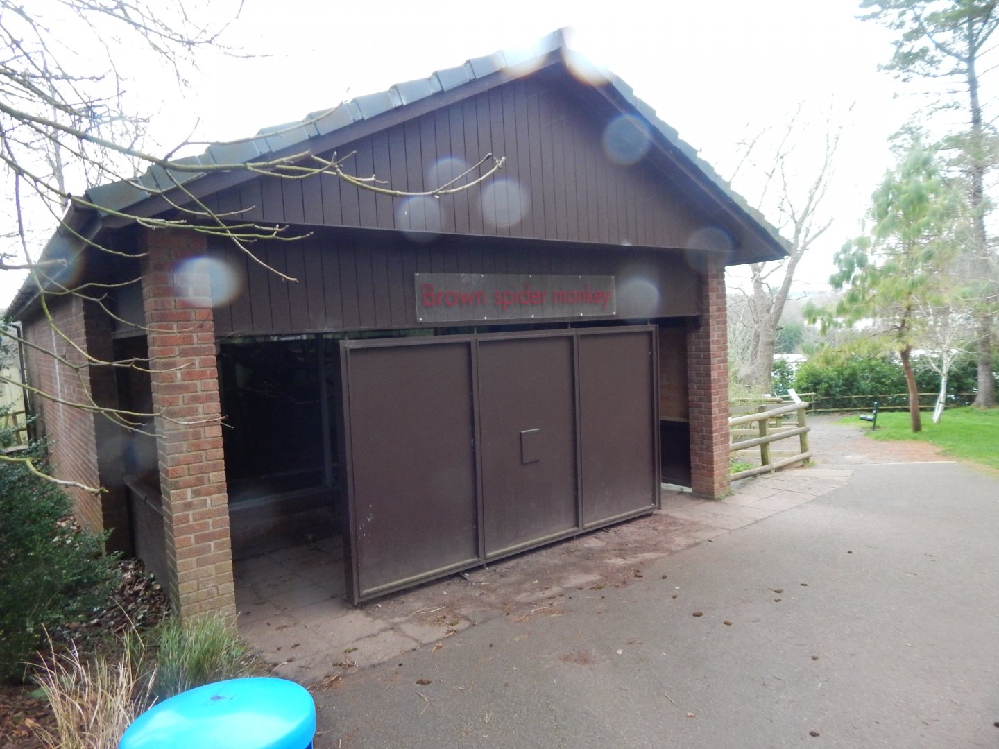 Colombian brown spider monkey enclosure 050224