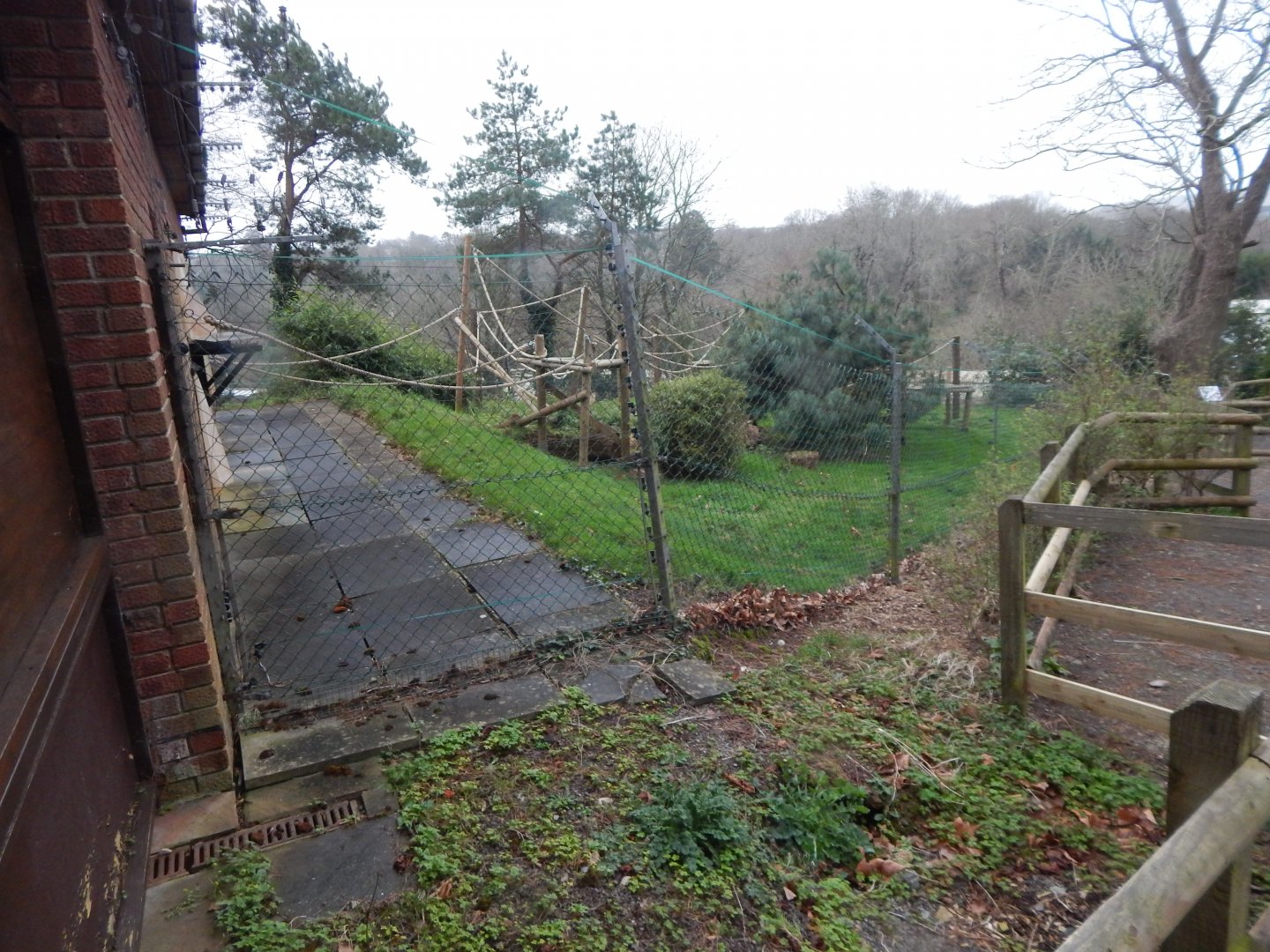 Colombian brown spider monkey enclosure 050224