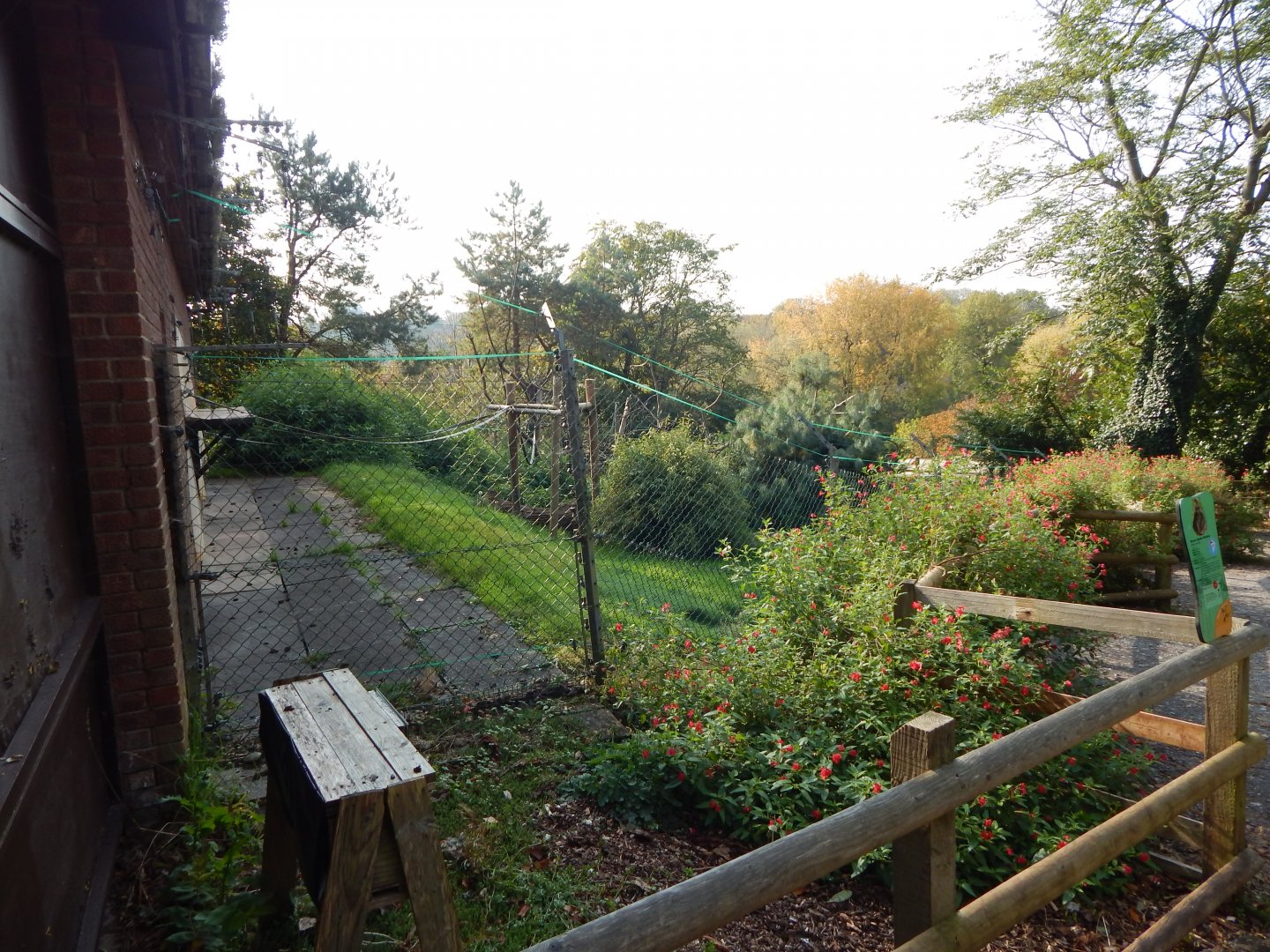 Colombian brown spider monkey enclosure 181020