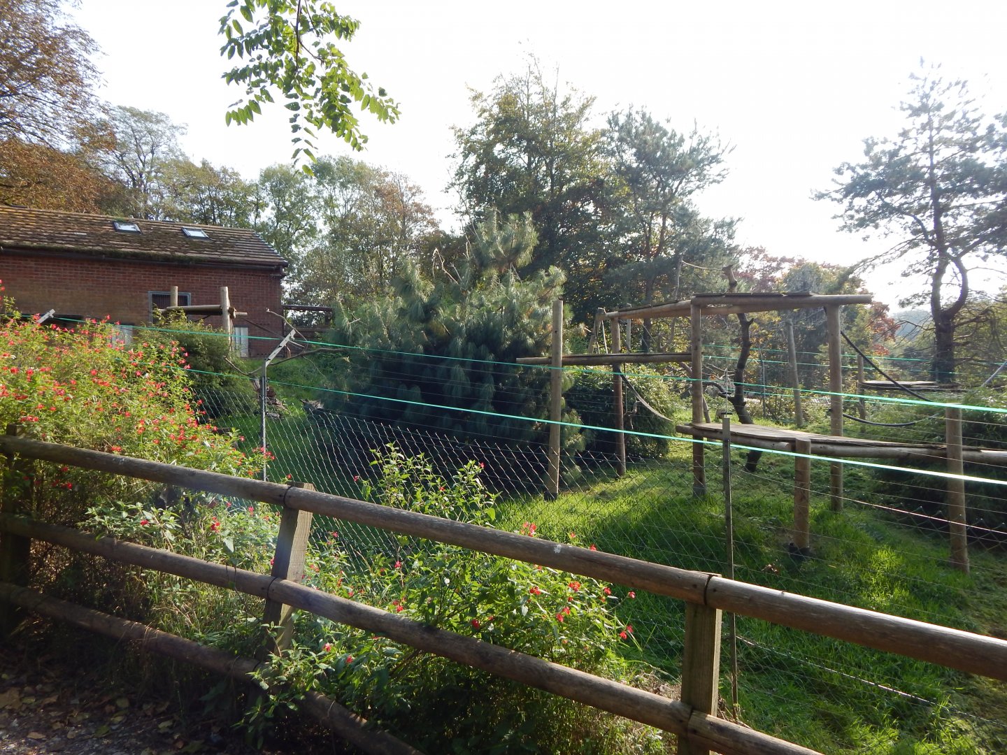 Colombian brown spider monkey enclosure 181020