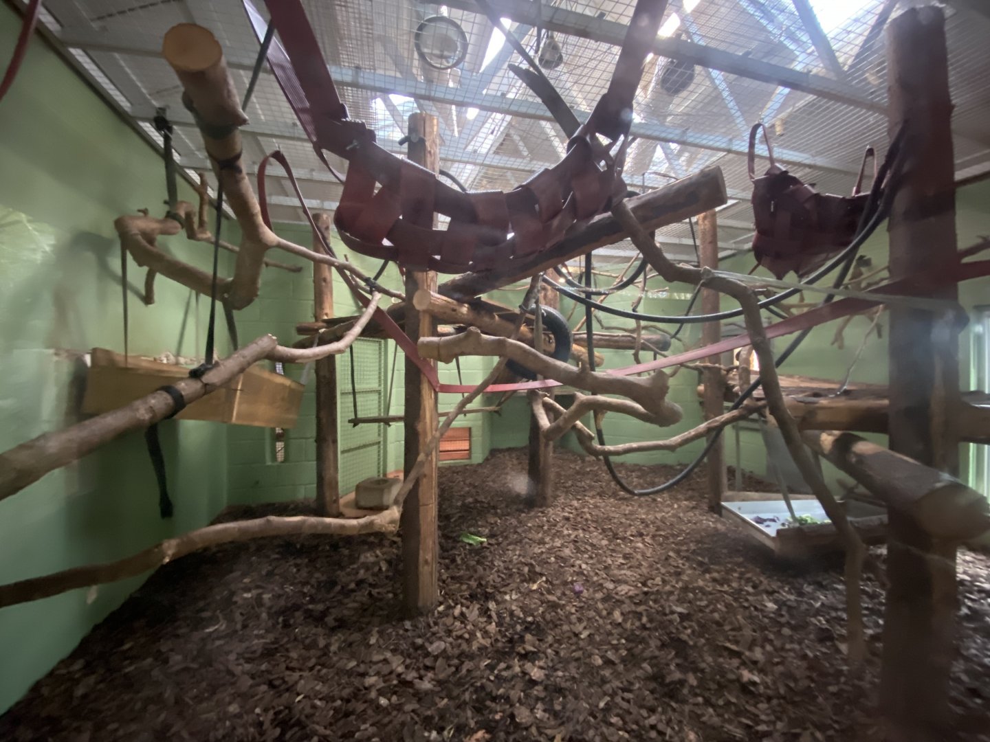 Colombian brown spider monkey enclosure 201121