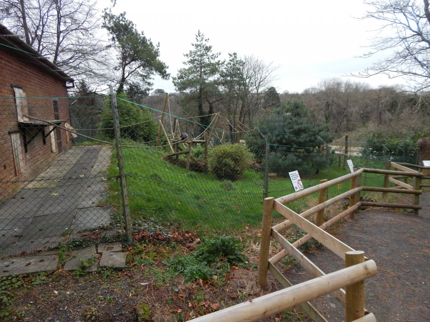 Colombian brown spider monkey exhibit 111224