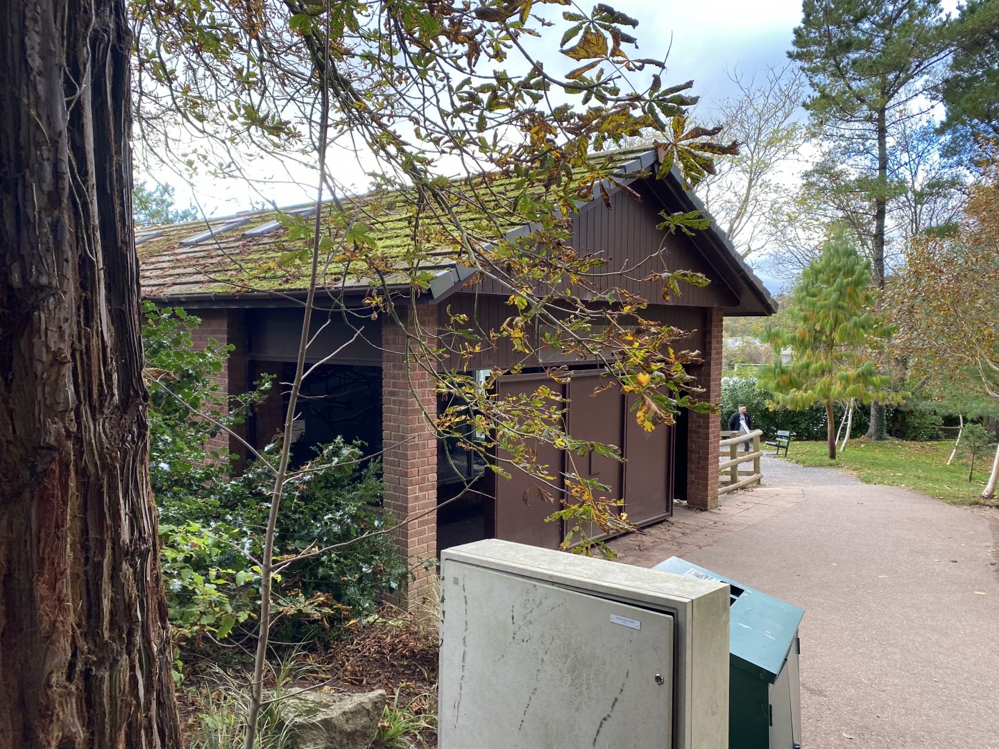 Colombian brown spider monkey exhibit 201121