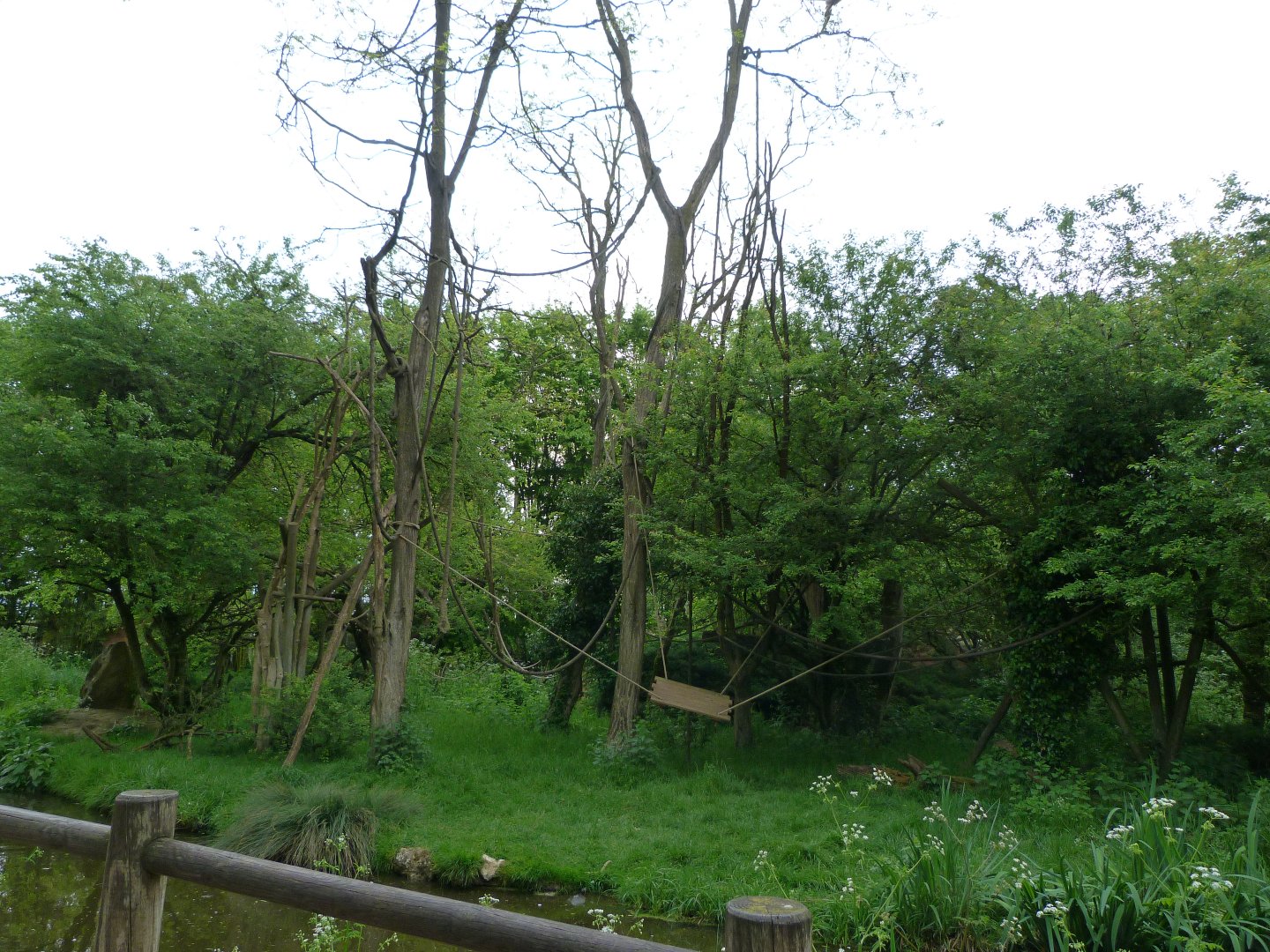 Colombian brown spider monkey exhibit -Bioparc de Doué la Fontaine (2025)