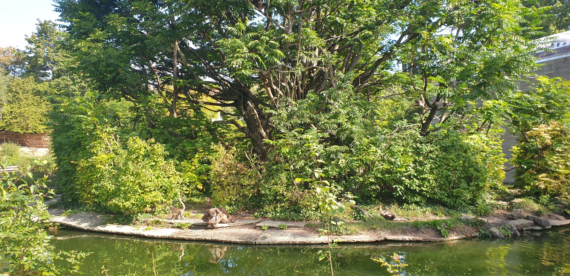 Colombian brown spider monkey island