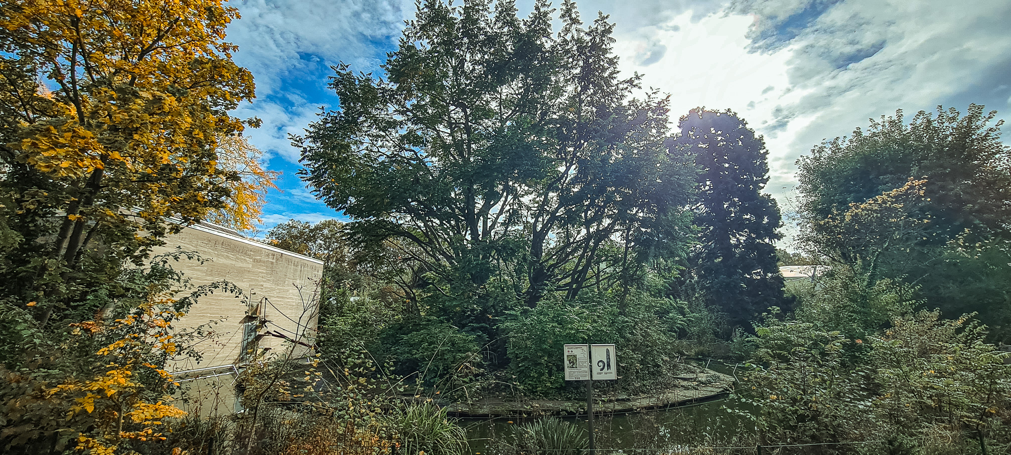 Colombian brown spider monkey island