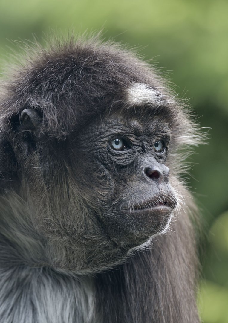 Colombian brown spider monkey