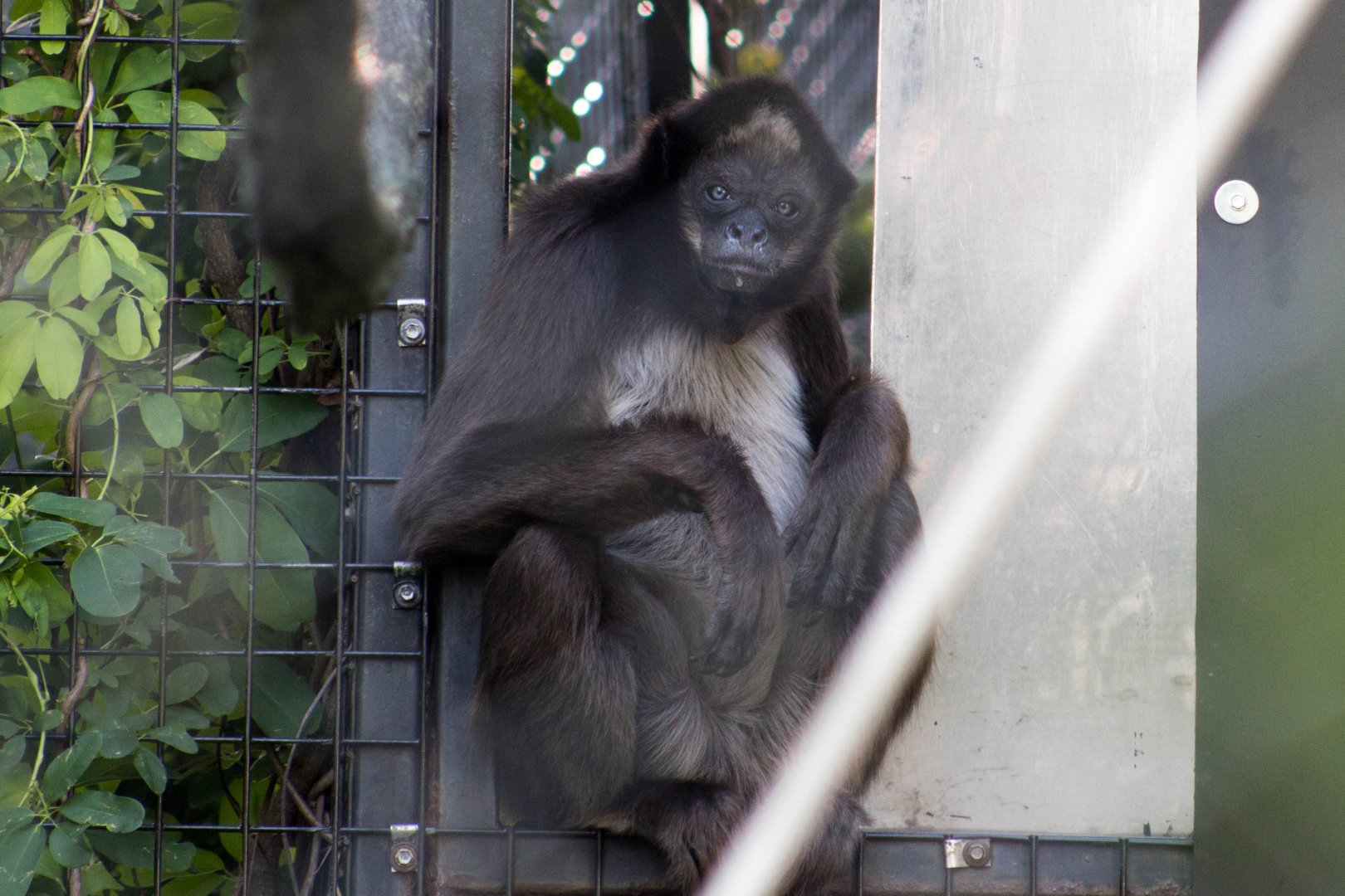 Colombian brown spider monkey