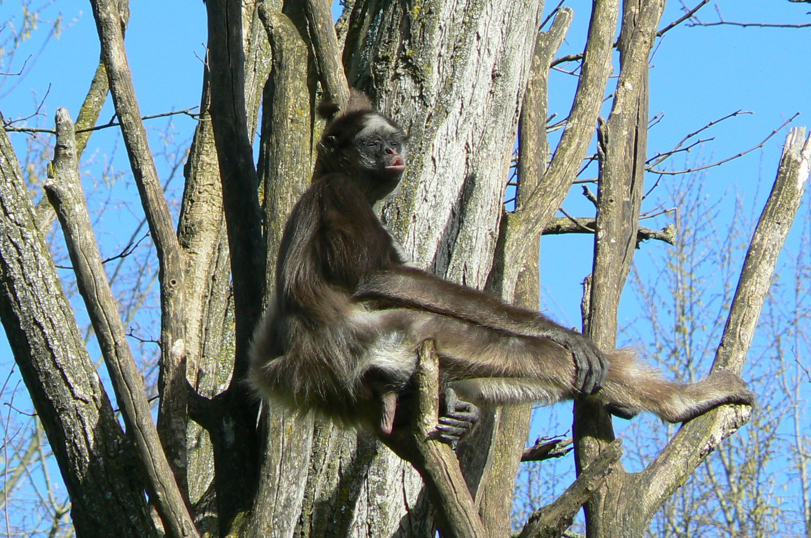 Colombian brown spider monkey