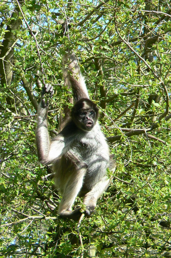 Colombian brown spider monkey