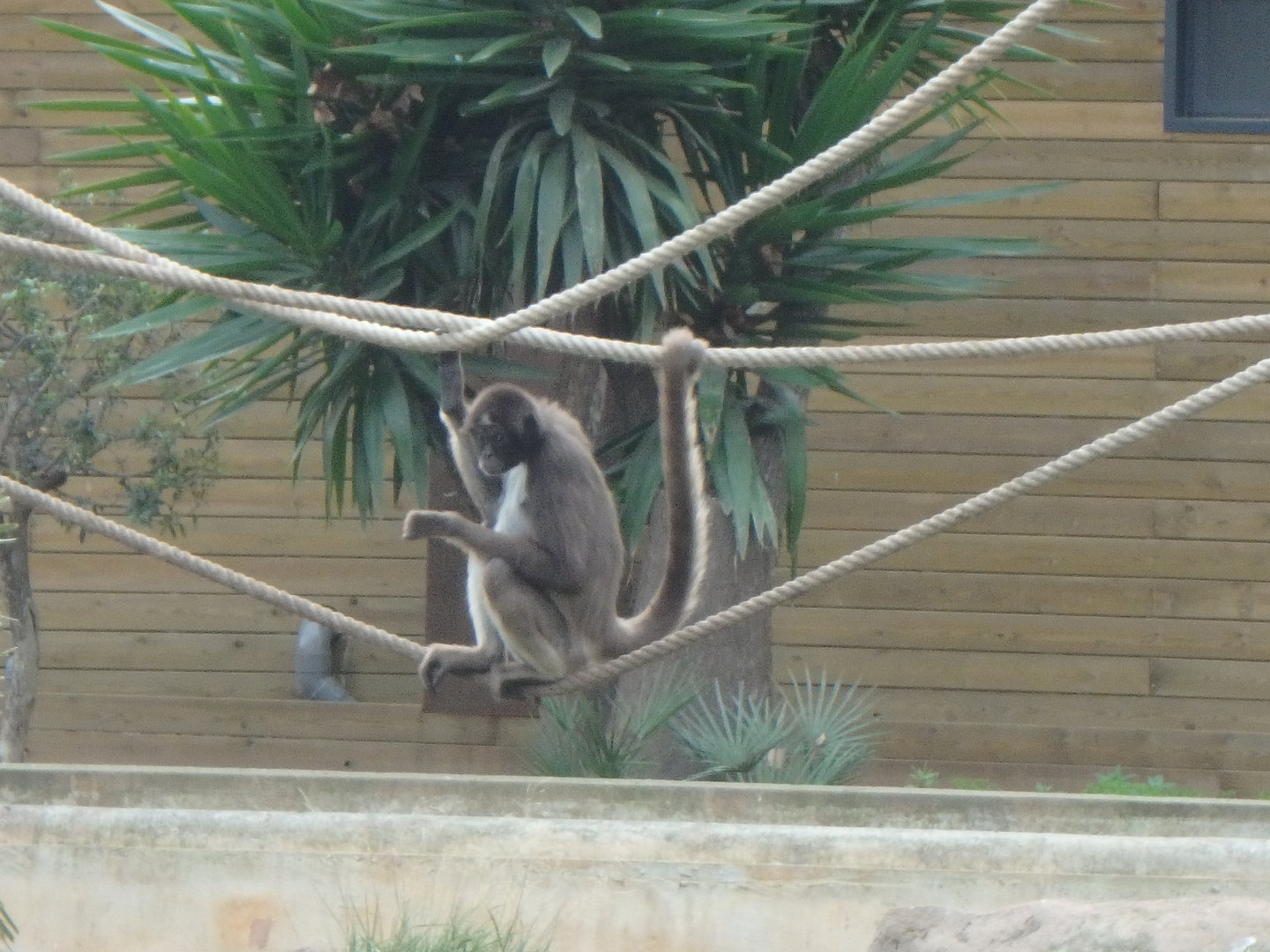Colombian brown spider monkey