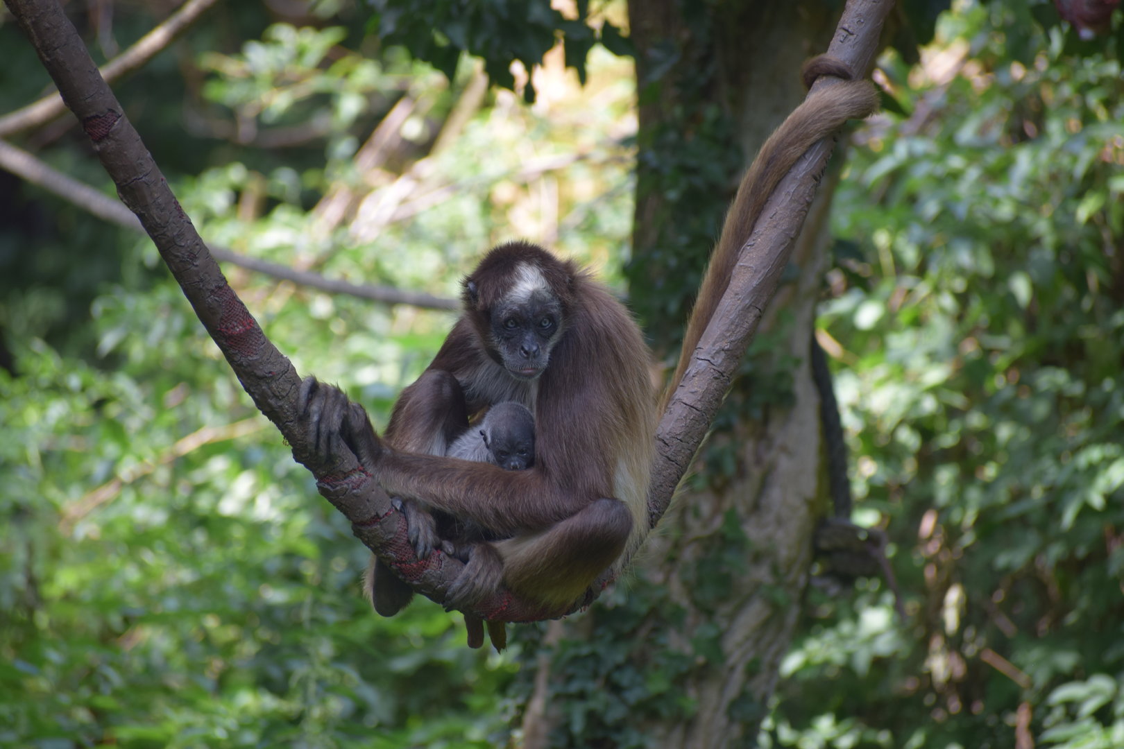 Colombian brown spider monkey
