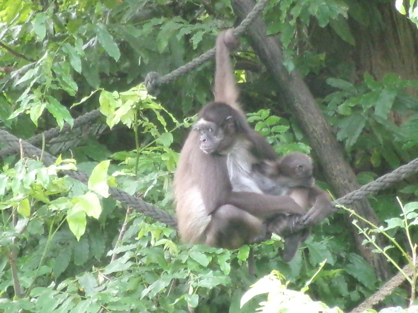 Colombian brown spider monkey