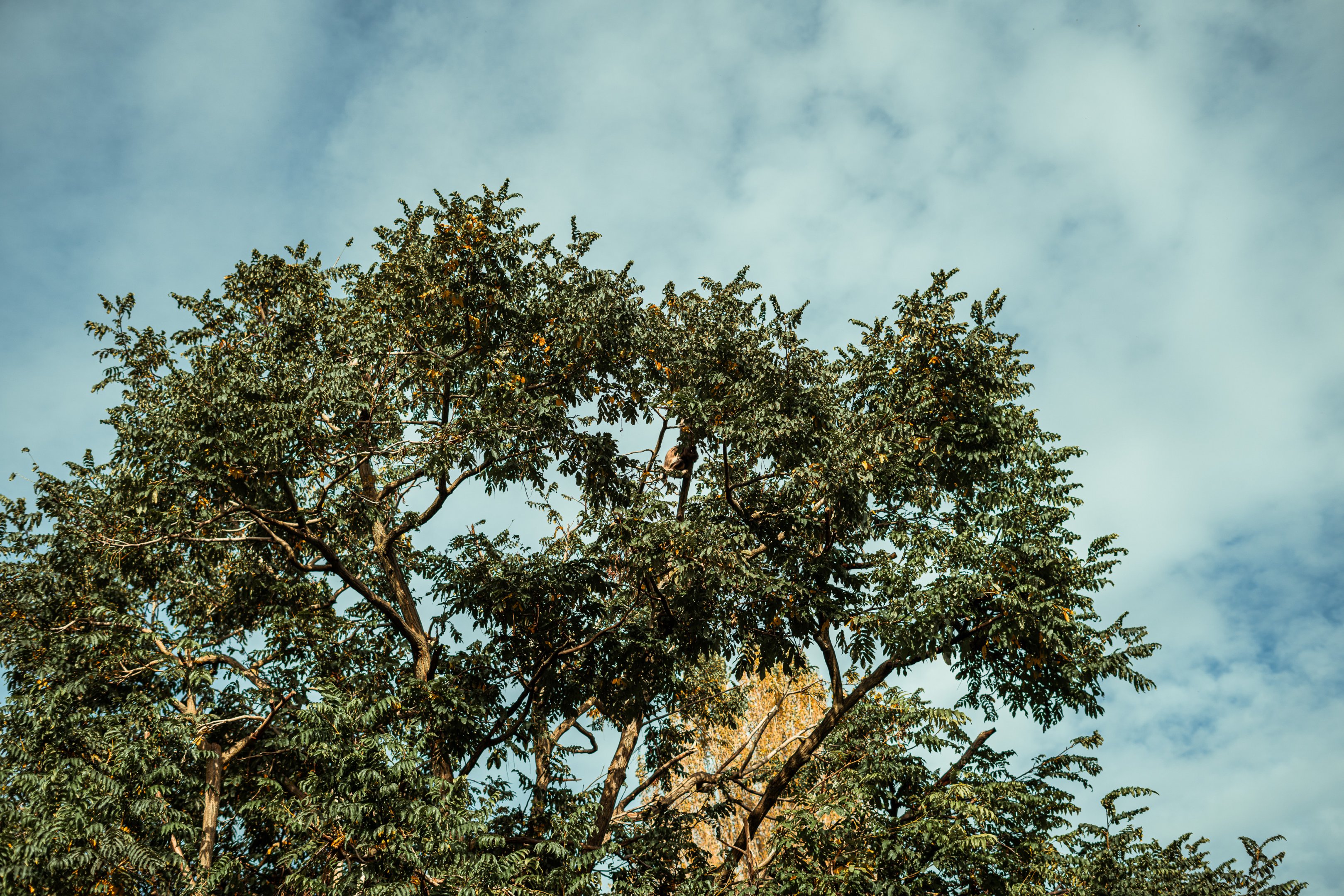 Colombian brown spider monkeys climbing a tree