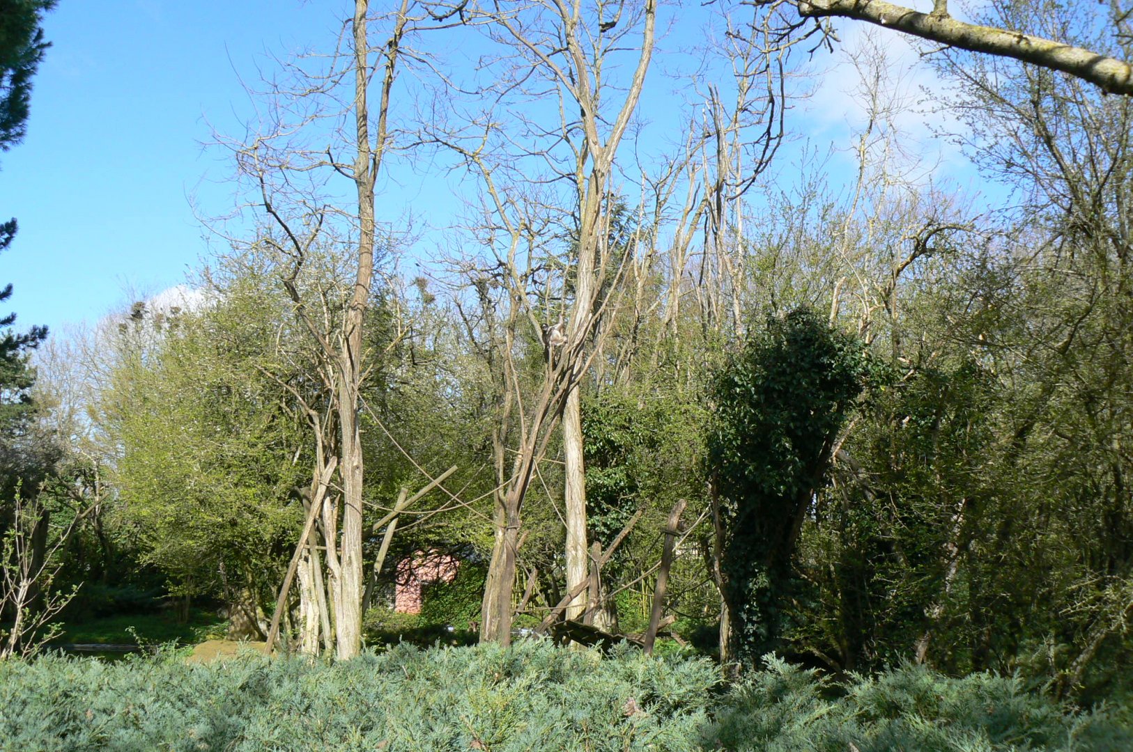 Colombian brown spider monkeys island