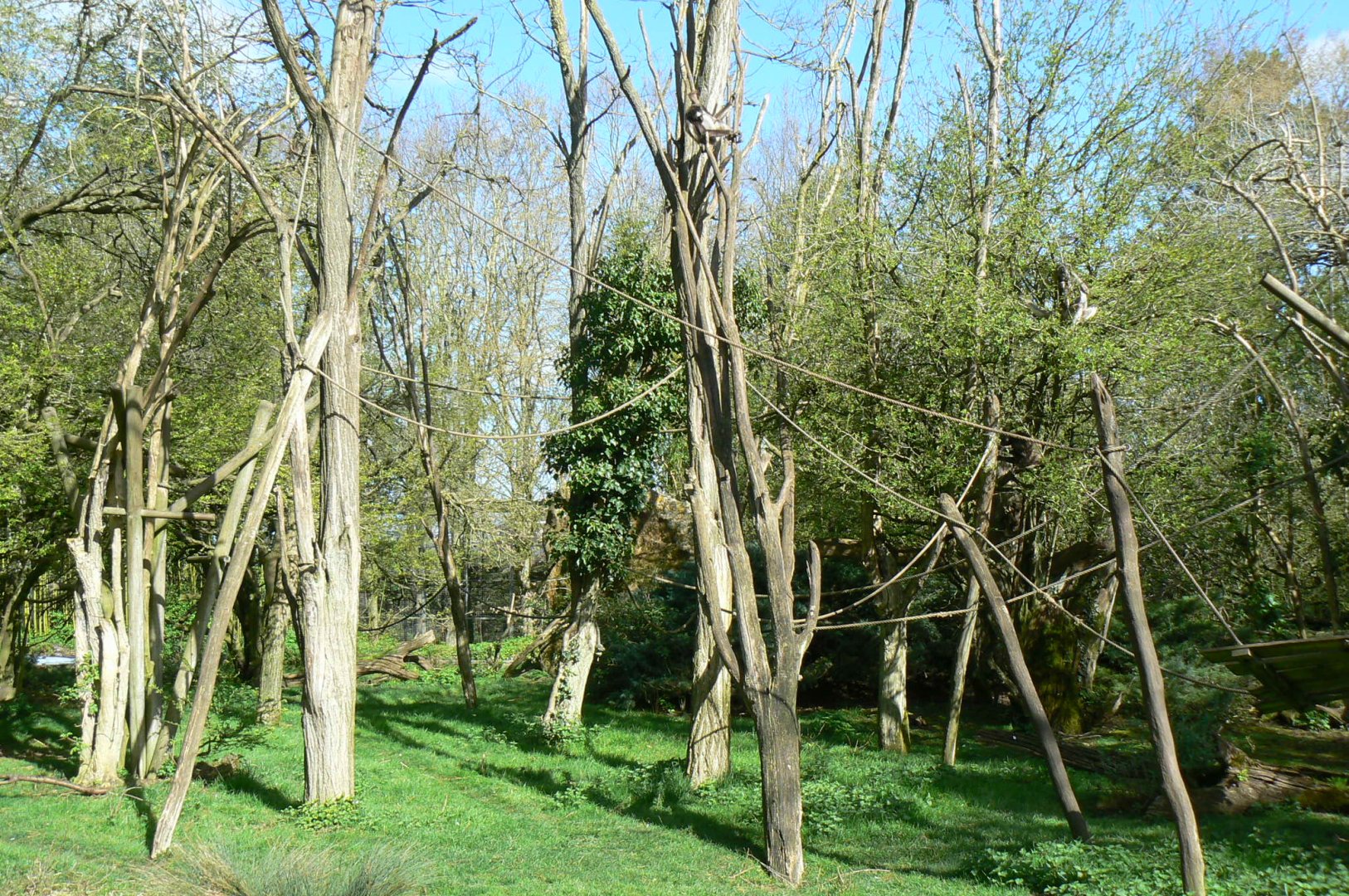 Colombian brown spider monkeys island