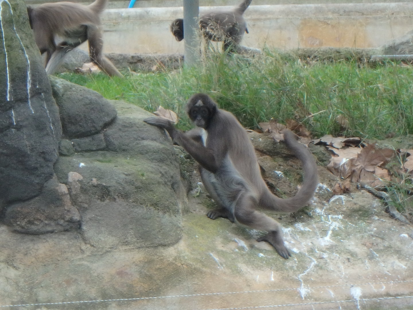 Colombian brown spider monkeys