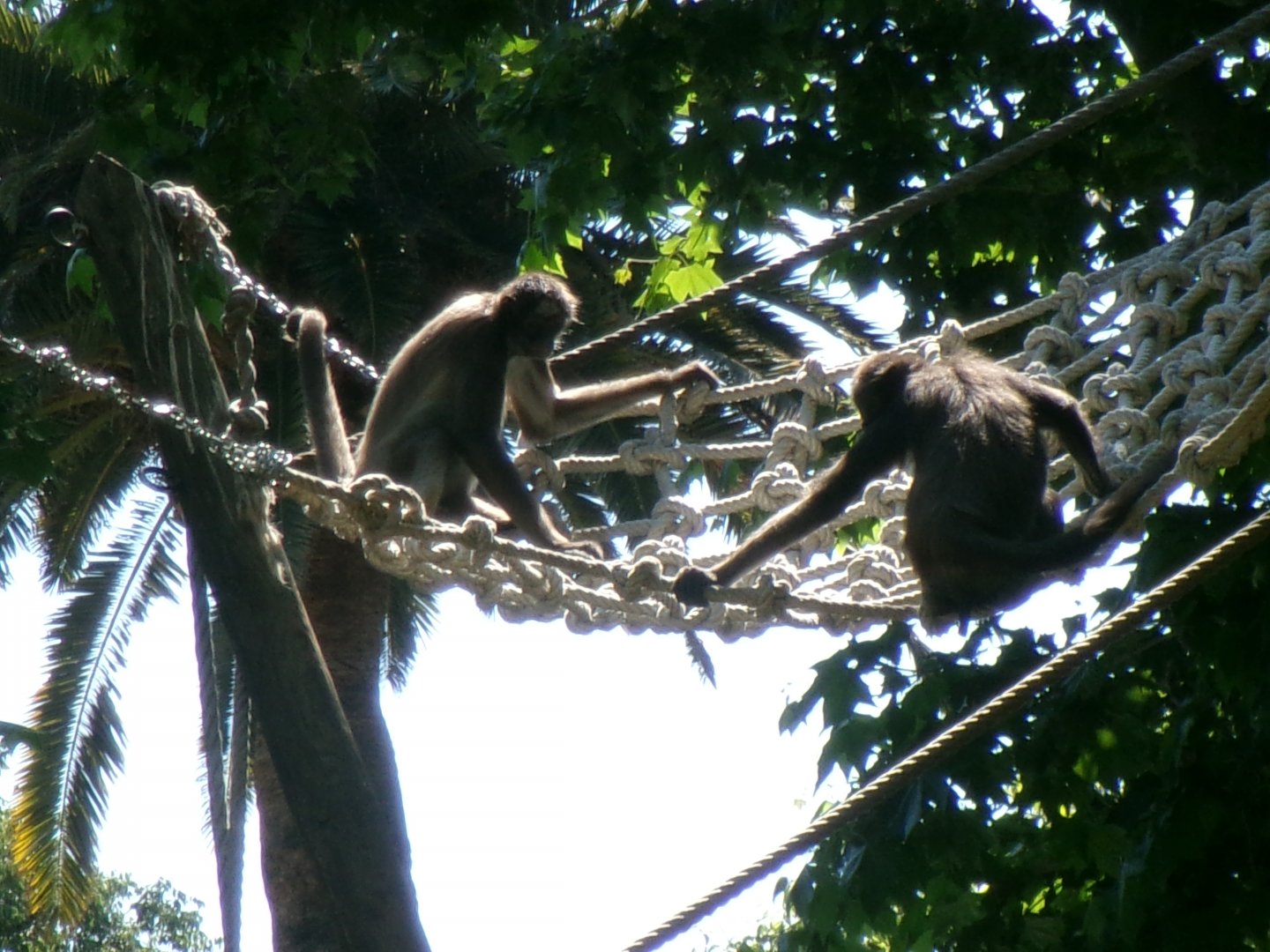 Colombian brown spider monkeys