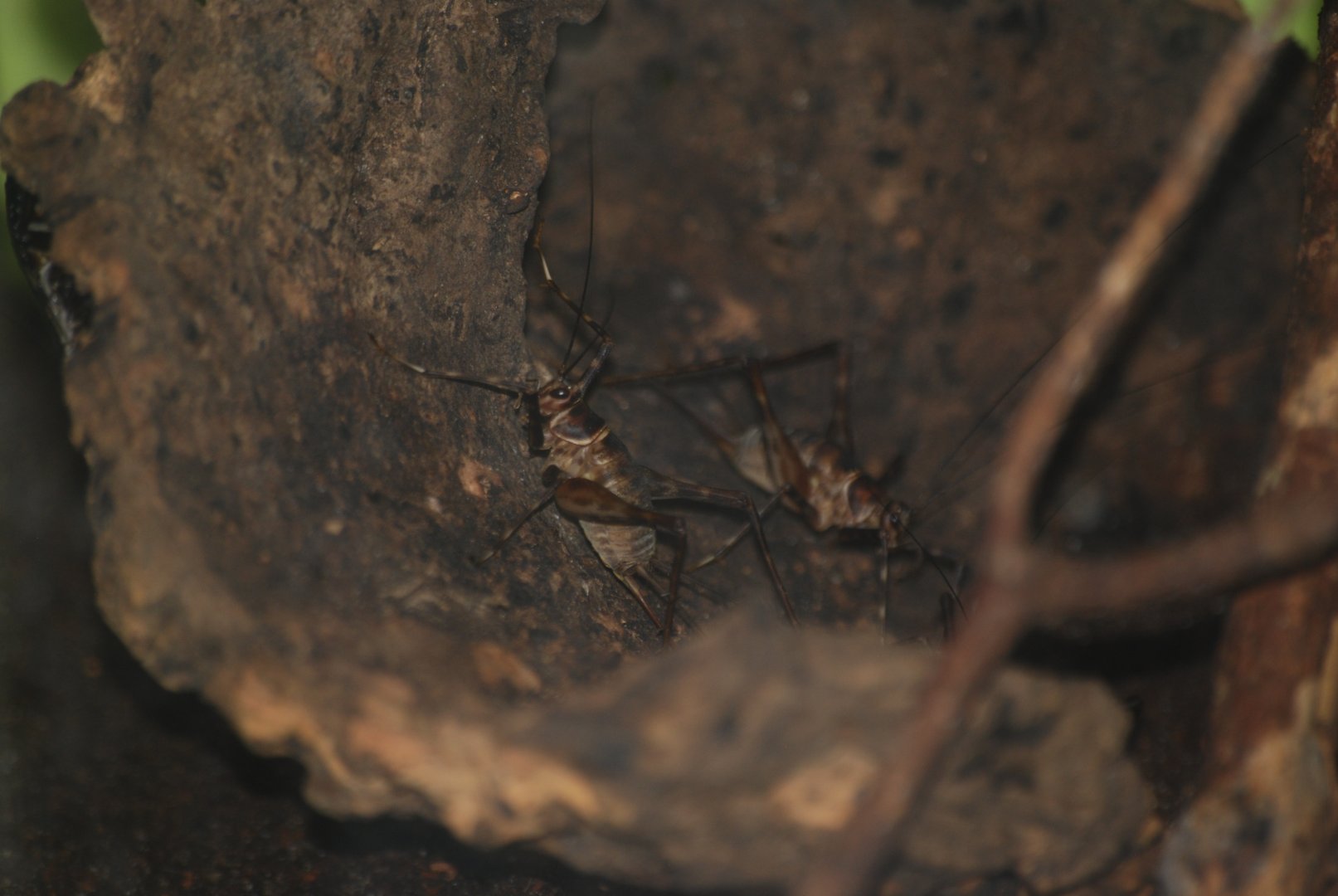Colombian cave crickets at The Bug Parc, 8/10/2025
