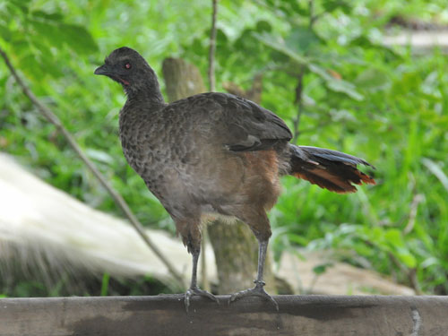 Colombian chachalaca / Ortalis columbiana at Bioparque Ukumari