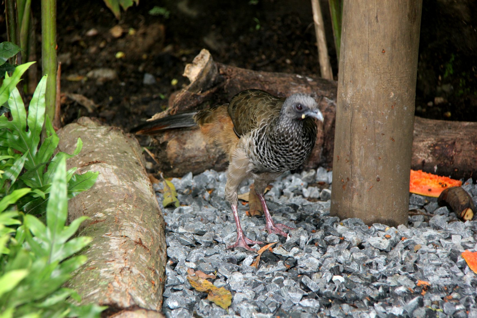 Colombian chachalaca  (Ortalis columbiana)