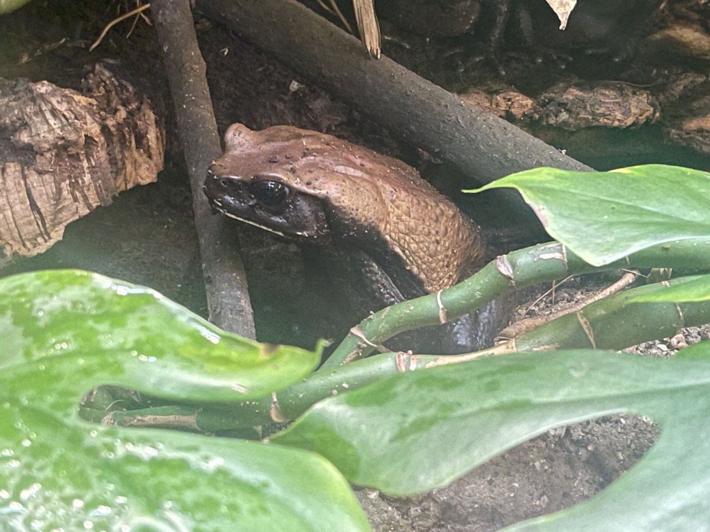 Colombian Giant Toad