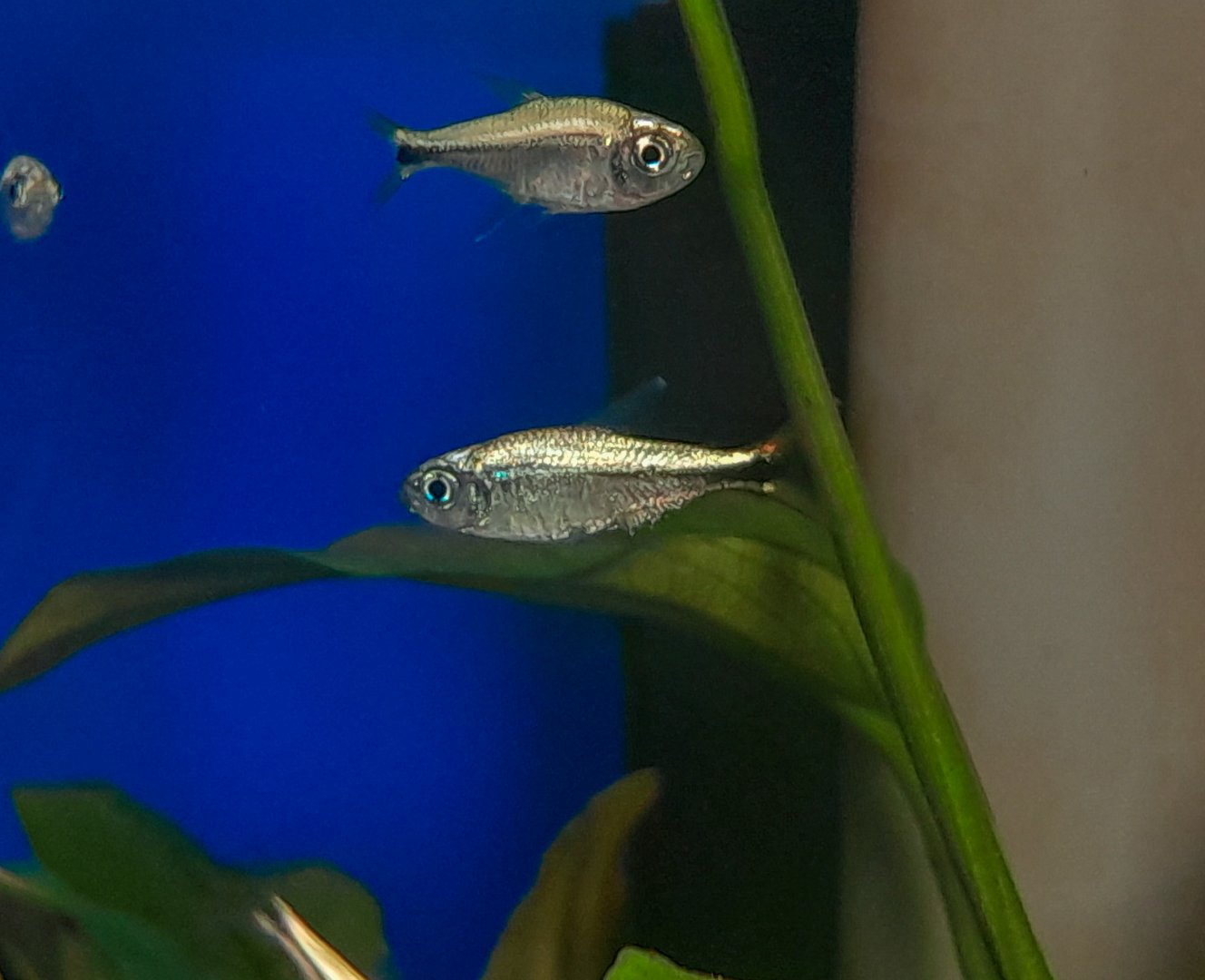 Colombian Gold Tetra (Hyphessobrycon saizi)