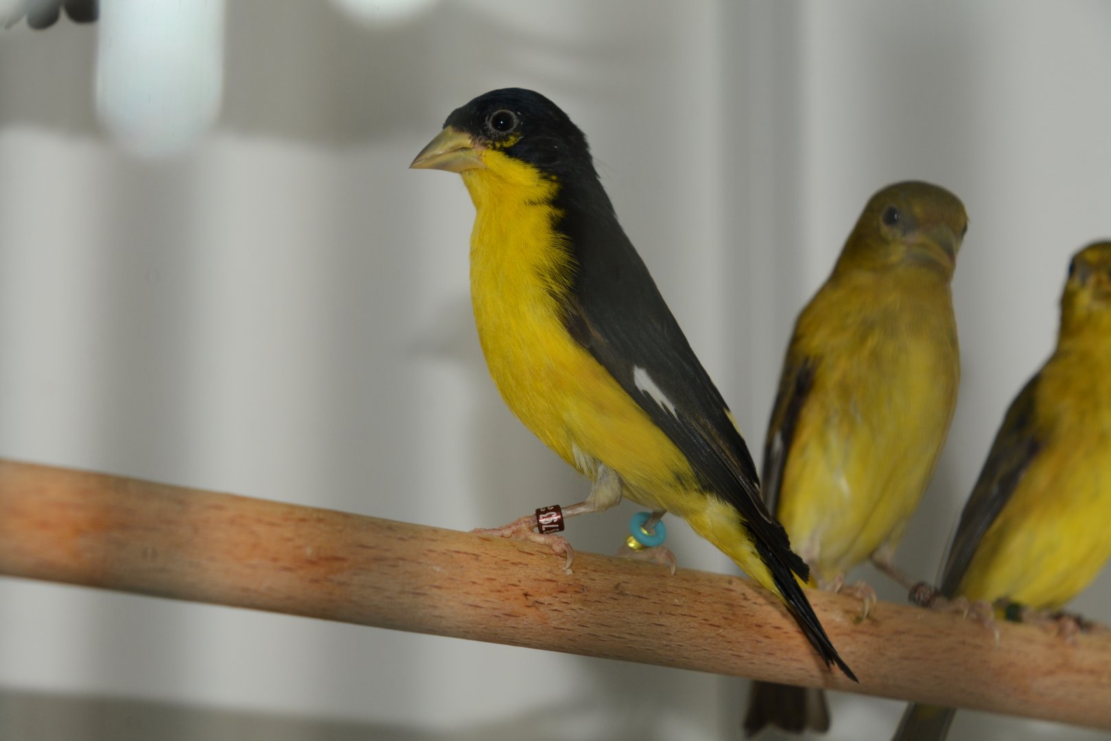 Colombian lesser goldfinch (Spinus psaltria colombianus)