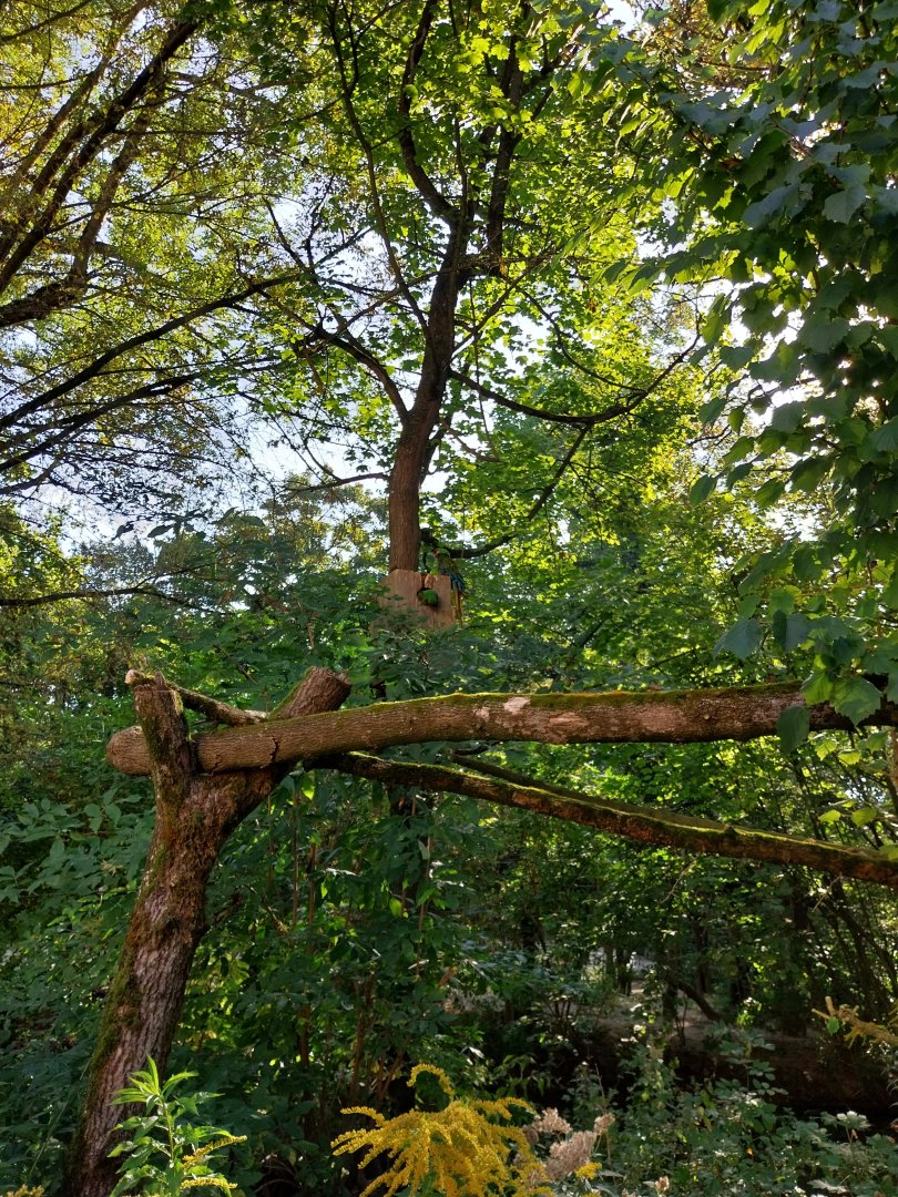 Colombian military macaw (Ara militaris militaris)