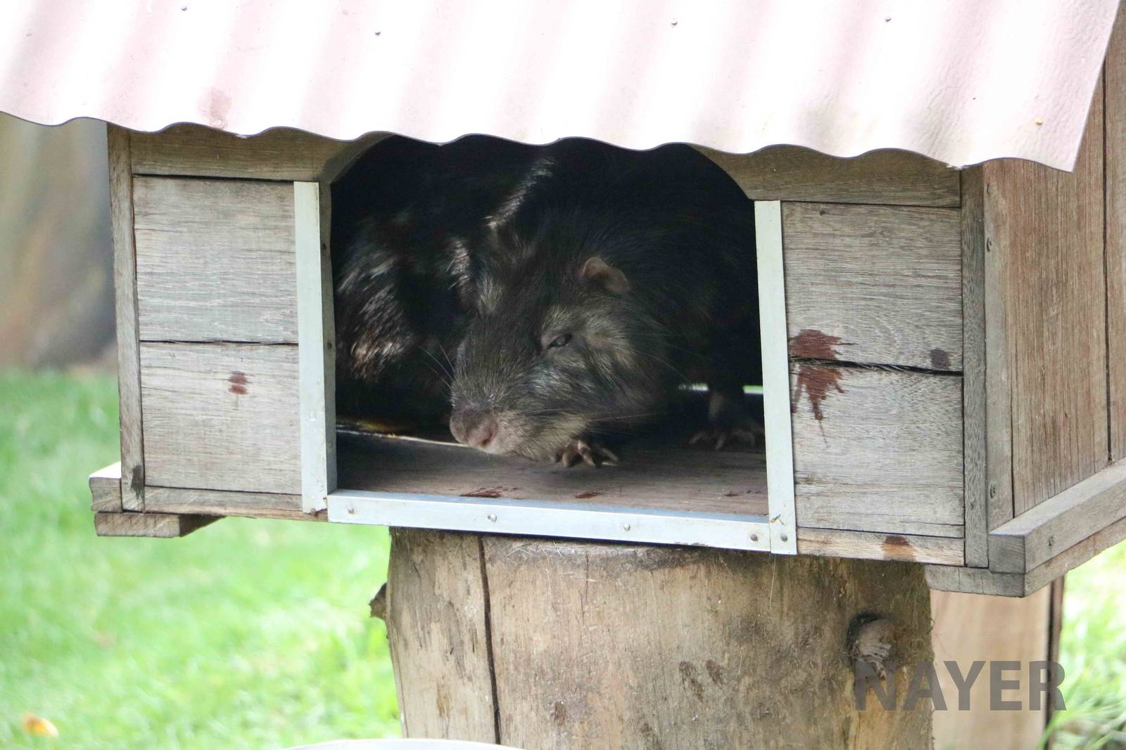 Colombian mountain paca, March 2016