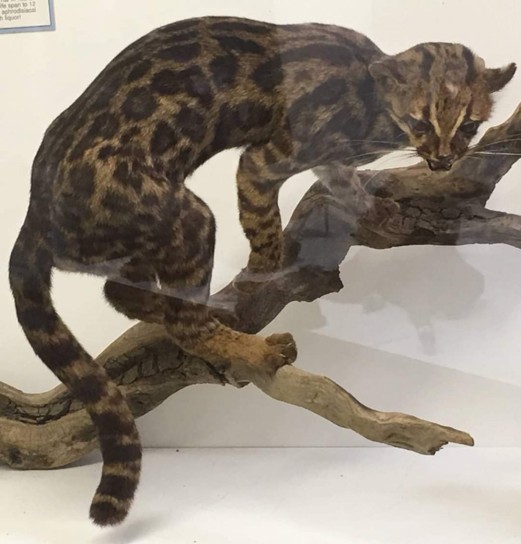 Colombian oncilla (Leopardus tigrina emerita)