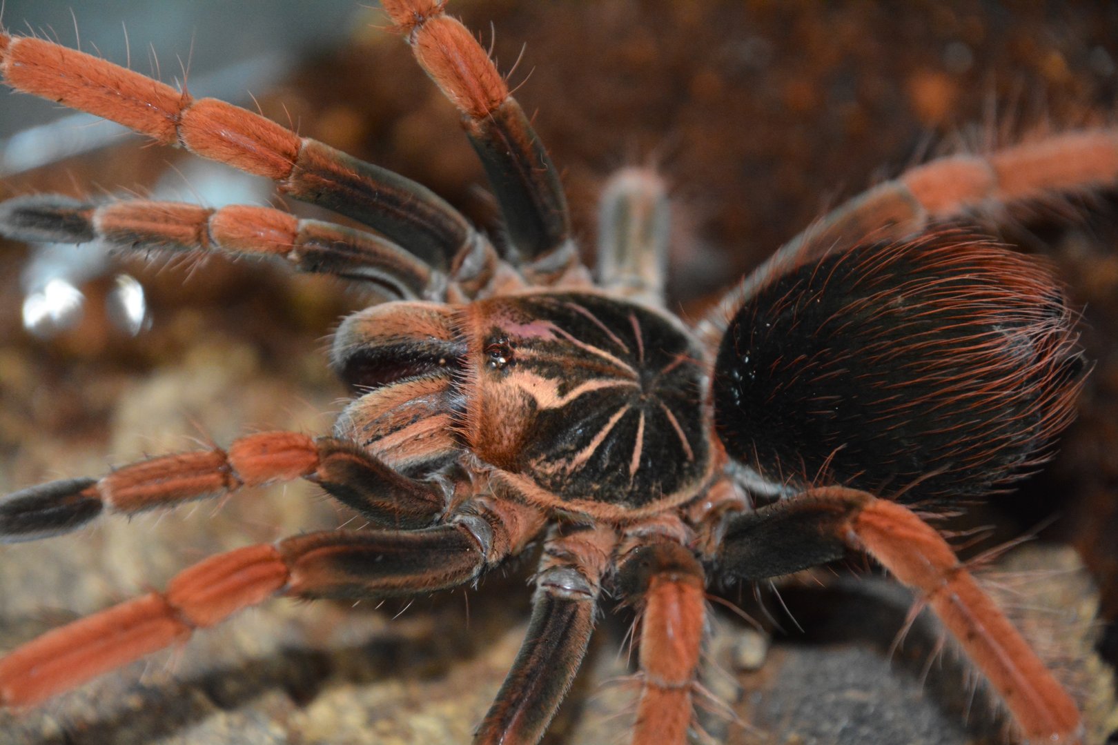 Colombian pink sunburst tarantula (Pamphobeteus sp. 'Solaris')