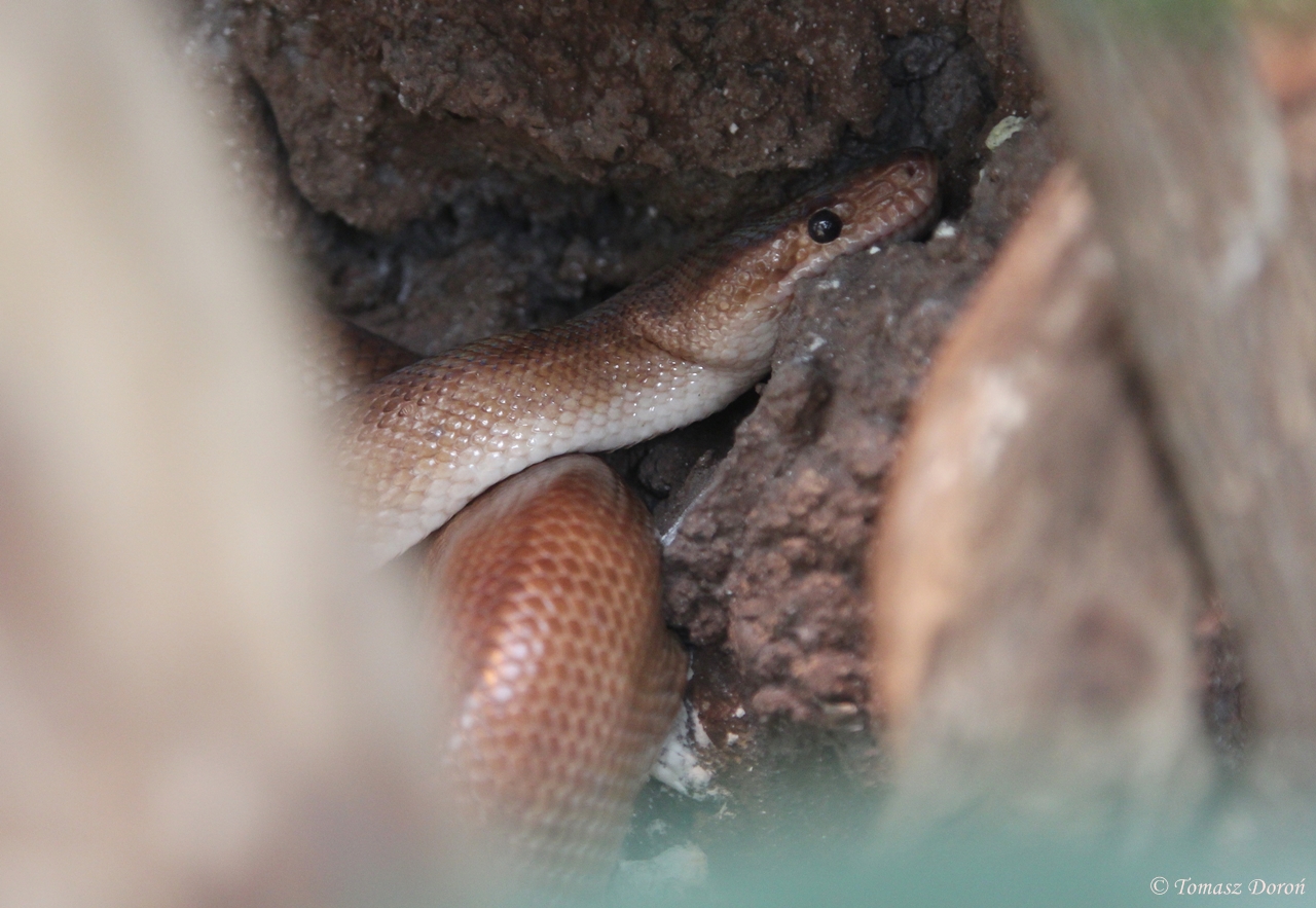 Colombian Rainbow Boa (Epicrates maurus)
